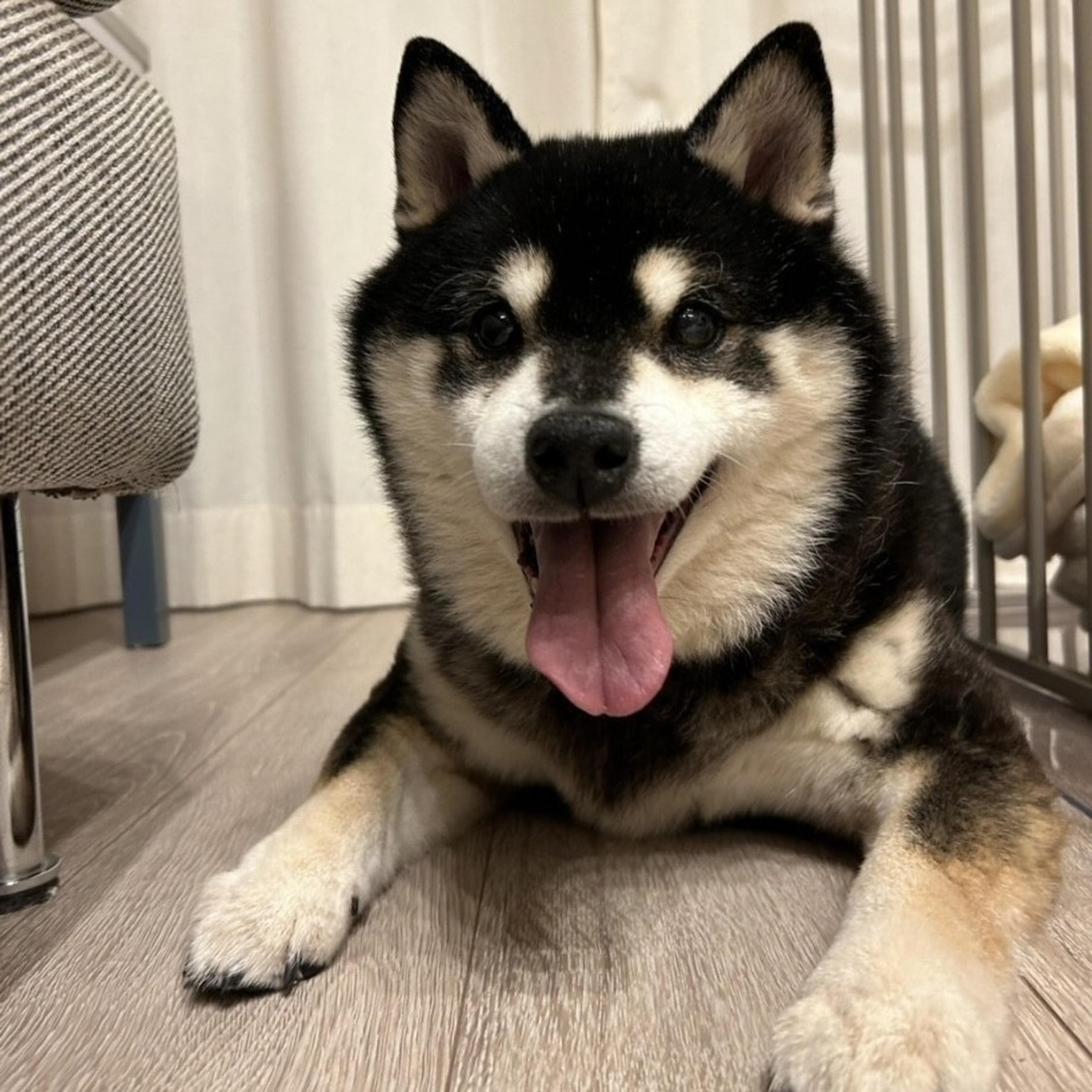 pet-image-7