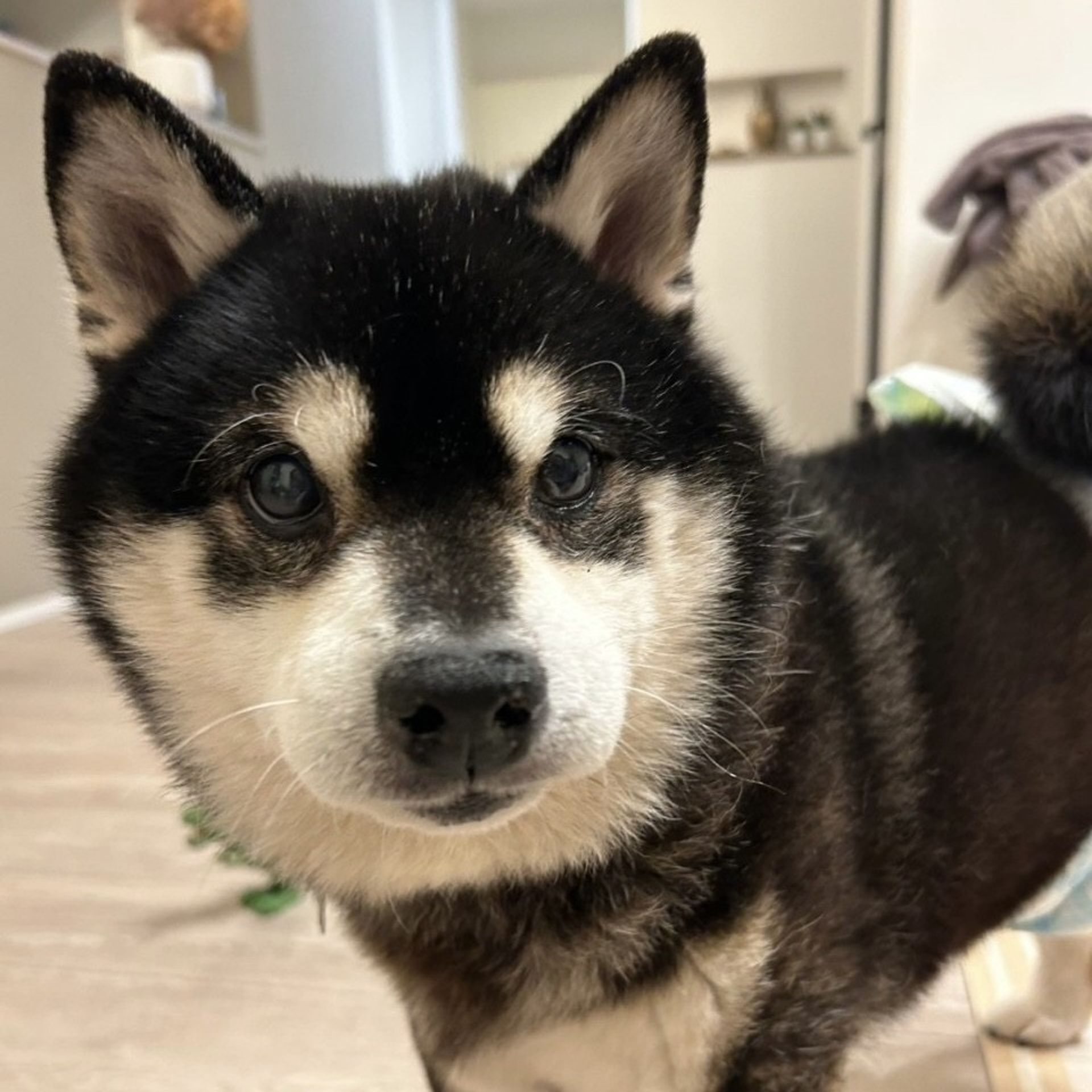 柴犬・オスの里親募集の写真