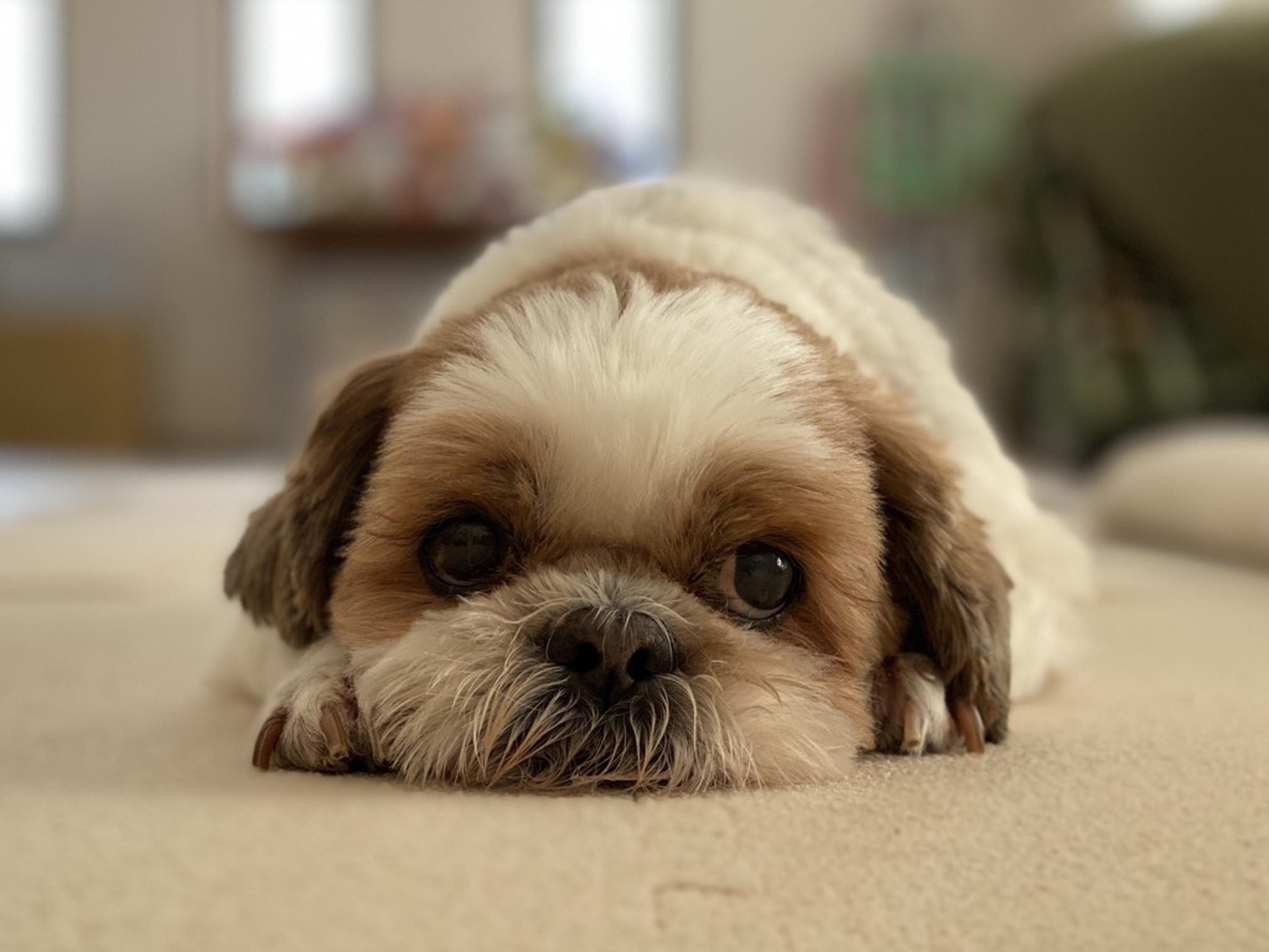 pet-image-2