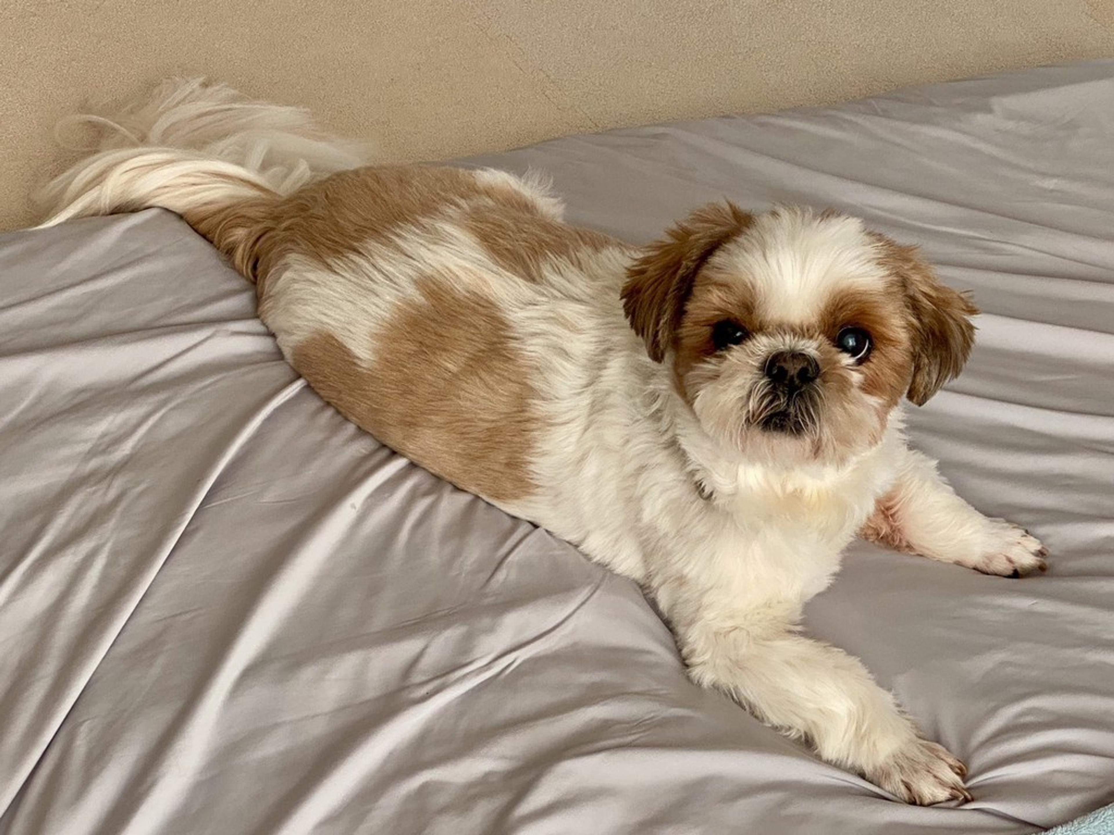 pet-image-4