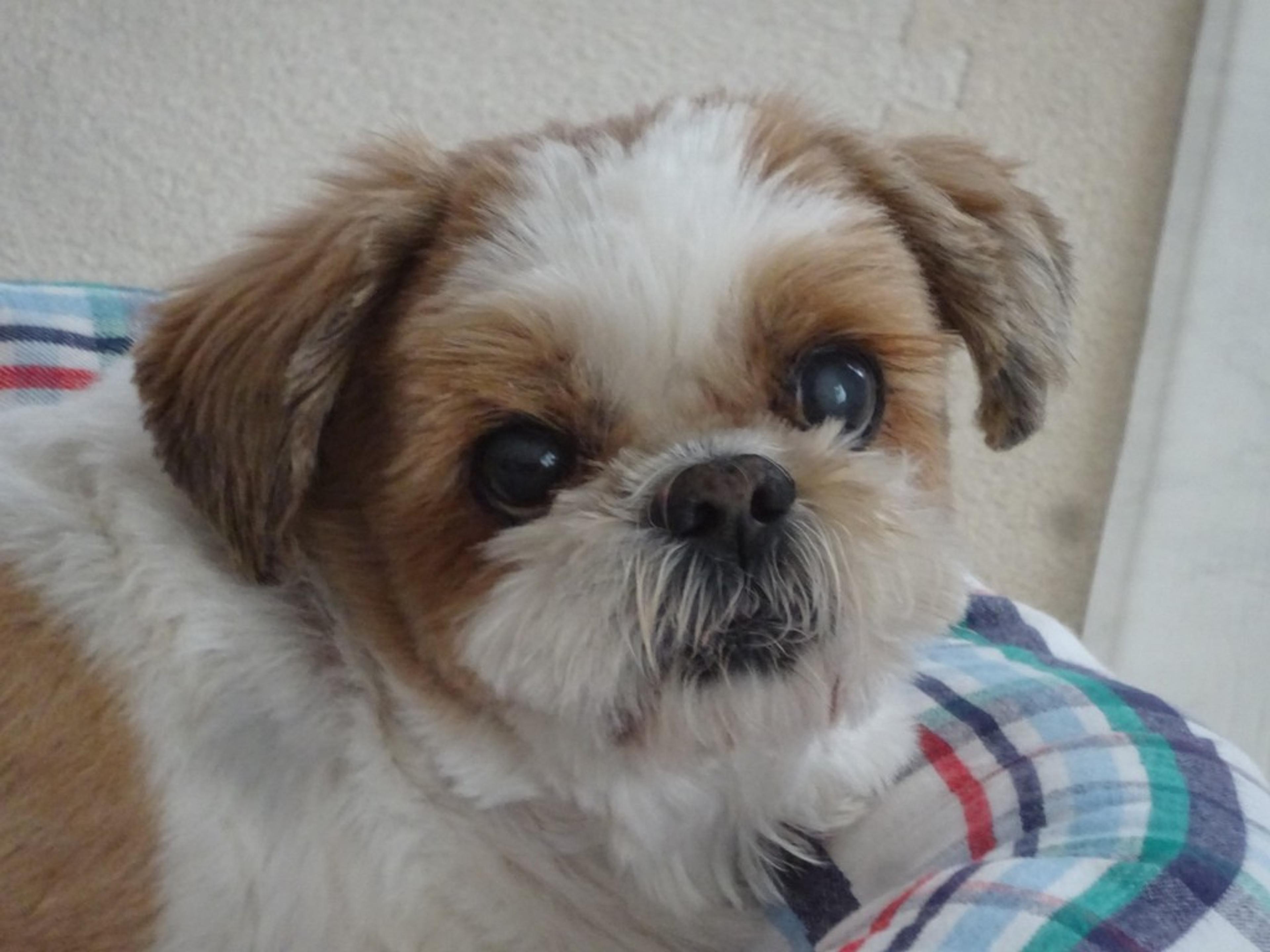 pet-image-5