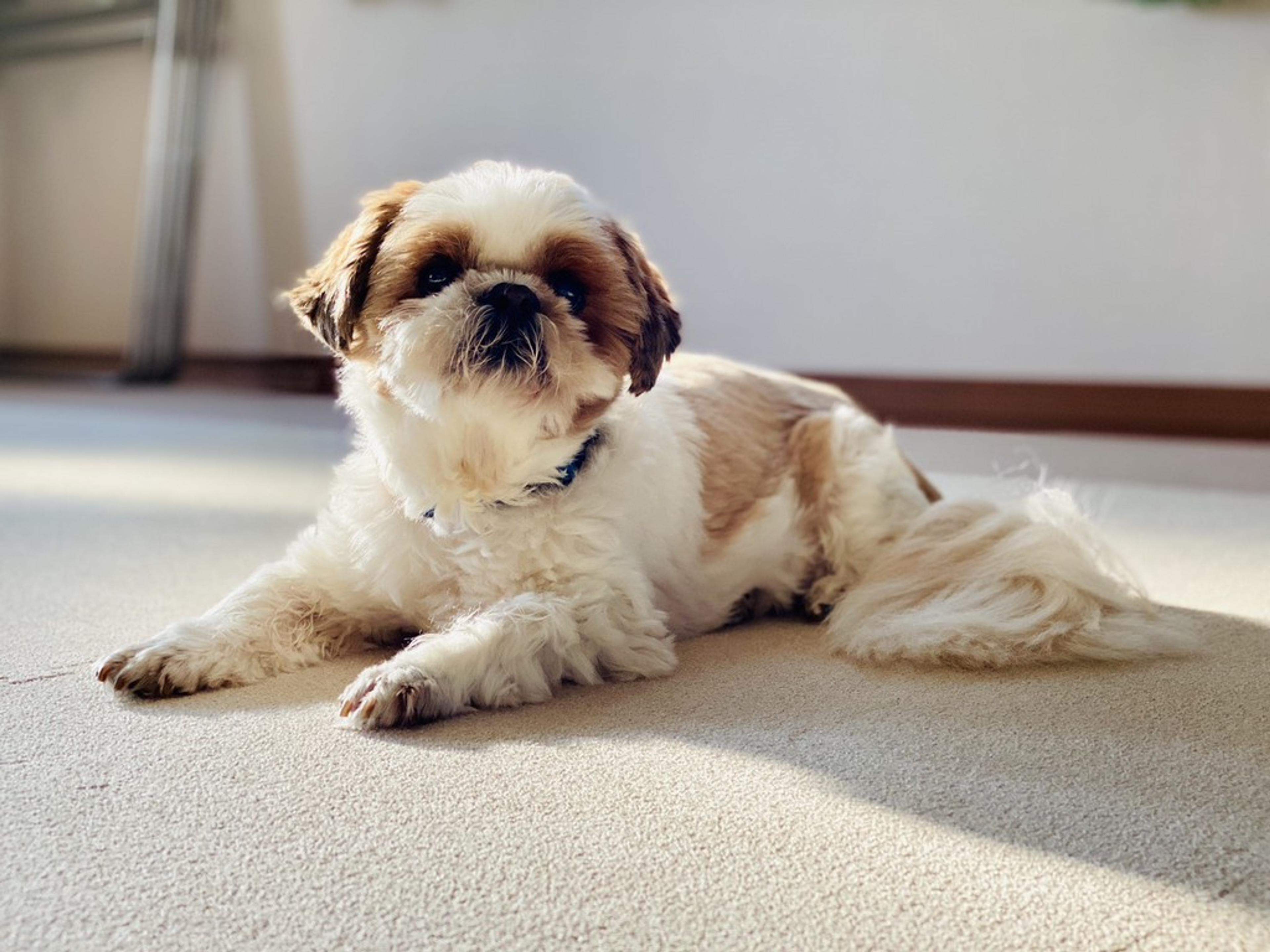 pet-image-6