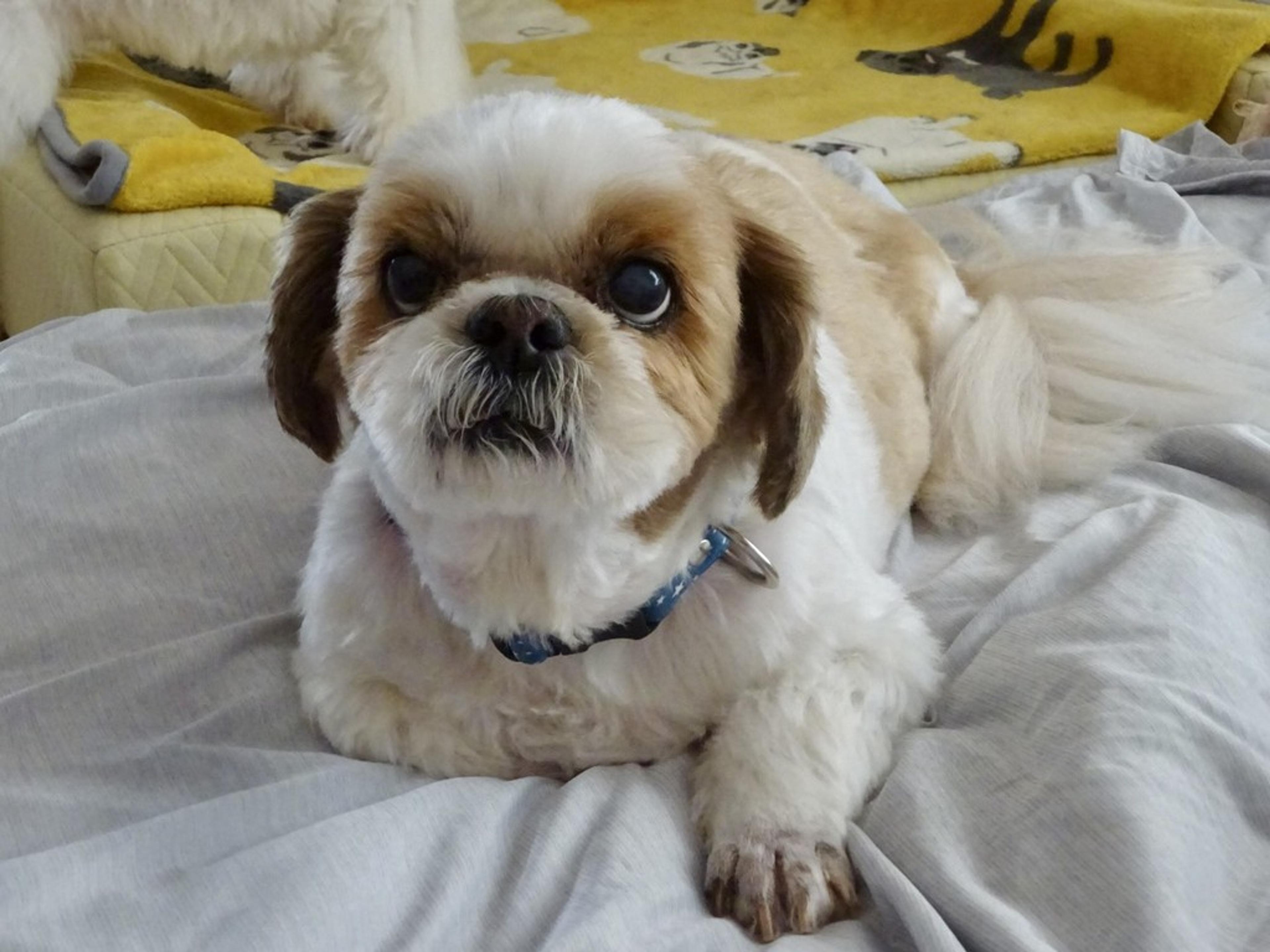 pet-image-8