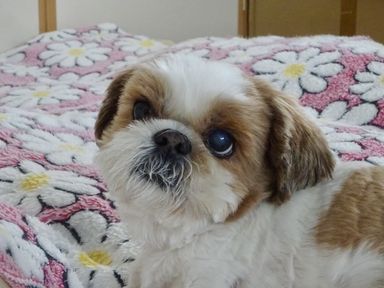 ニース