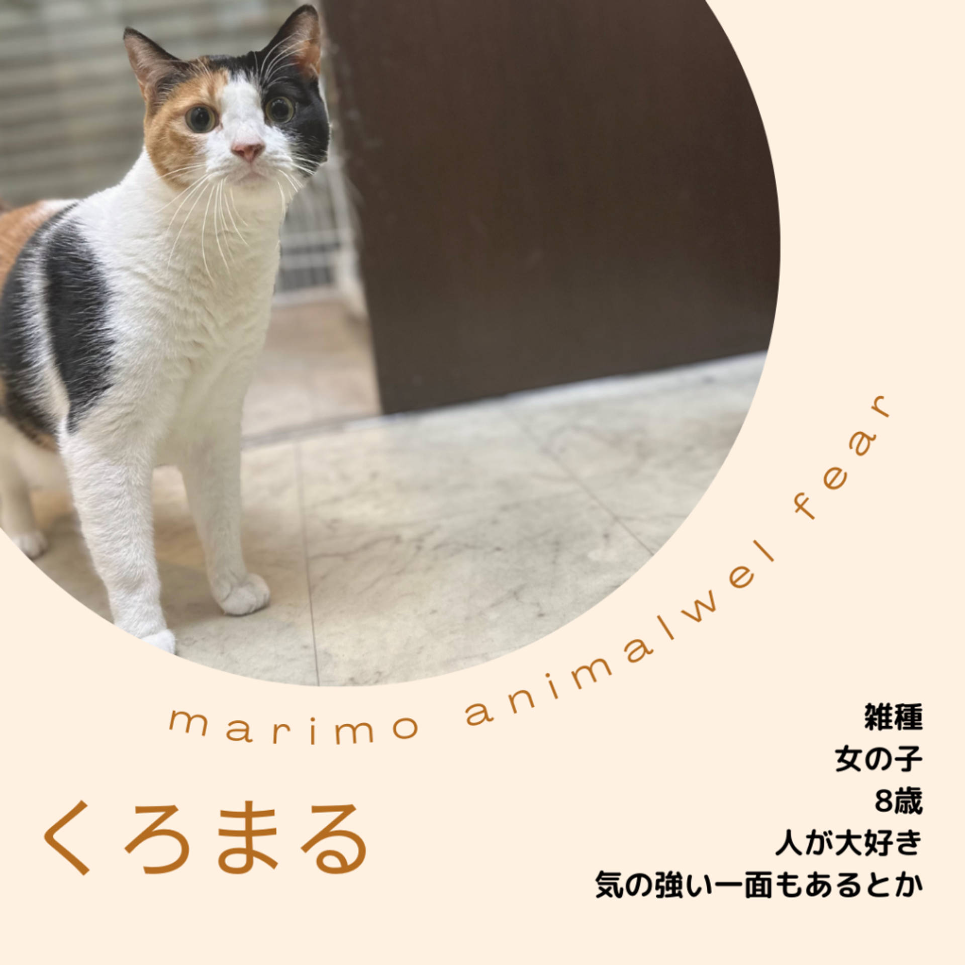 雑種（ミックス猫）・メスの里親募集の写真
