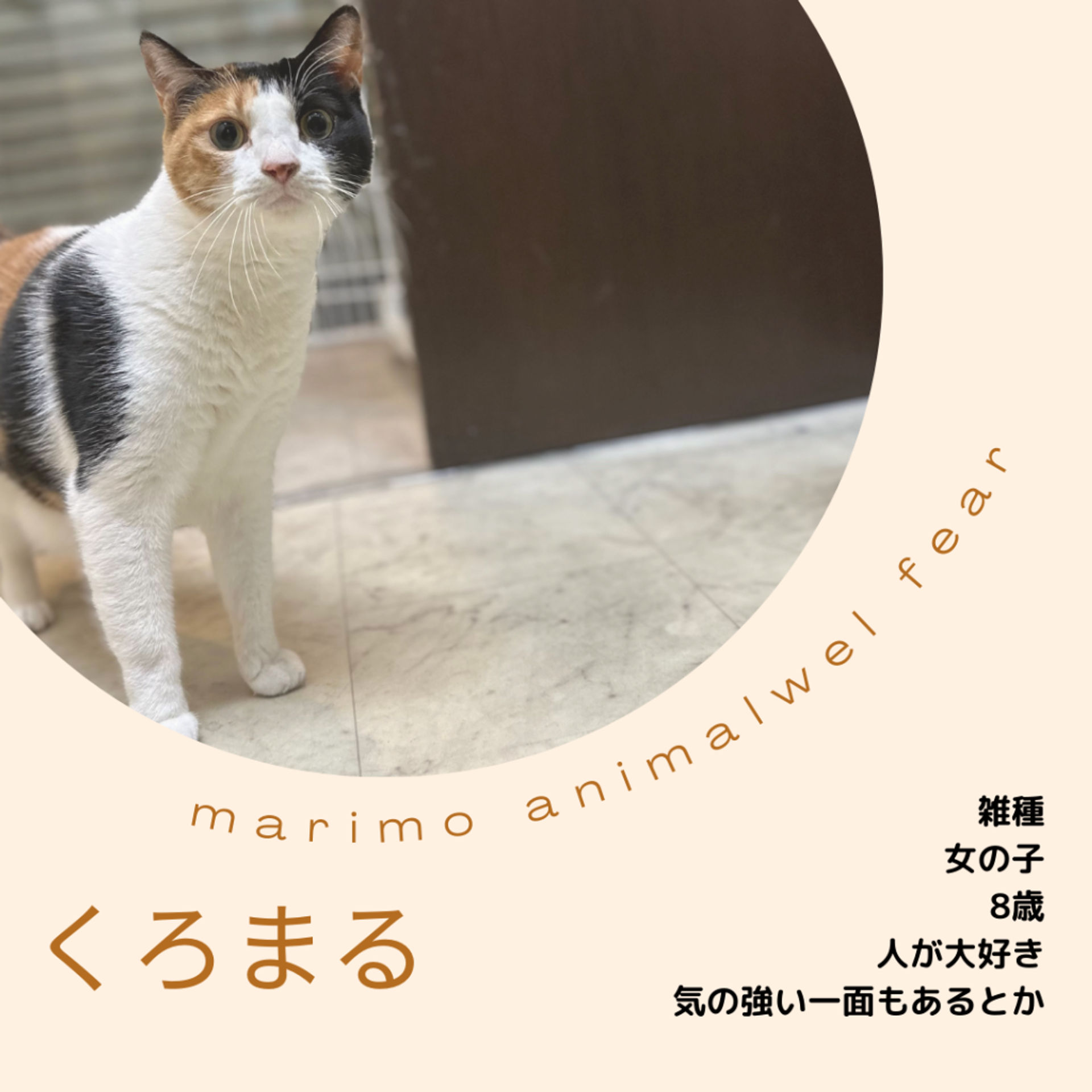 雑種（ミックス猫）・メスの里親募集の写真