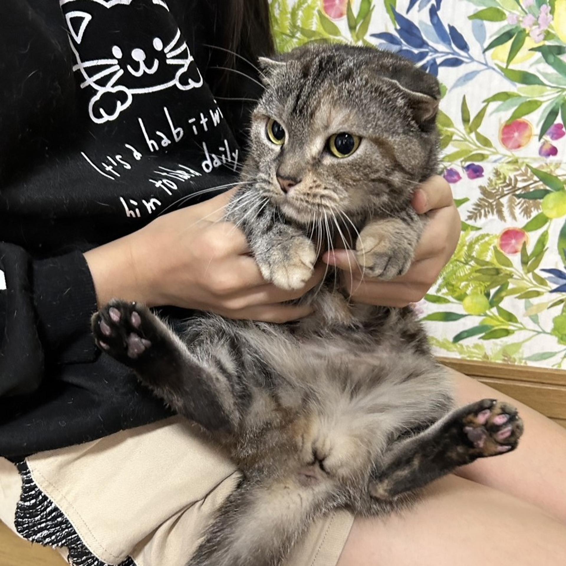 pet-image-8
