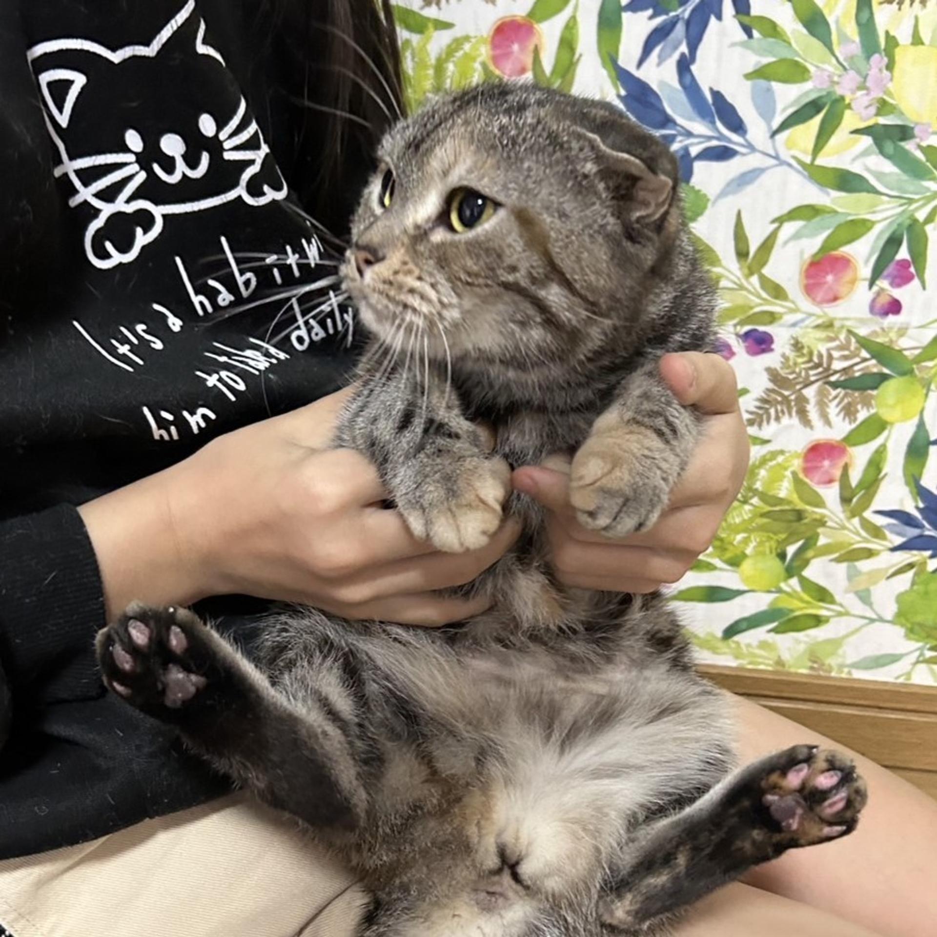 pet-image-9