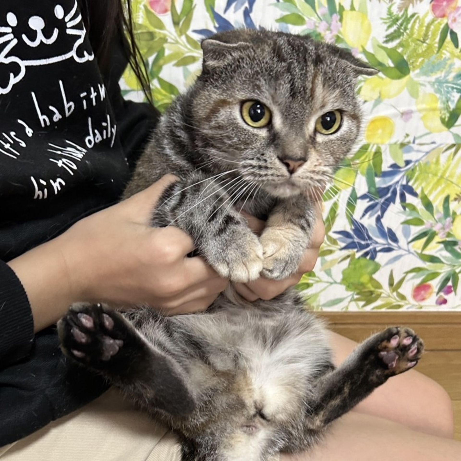 雑種（ミックス猫）・メスの里親募集の写真