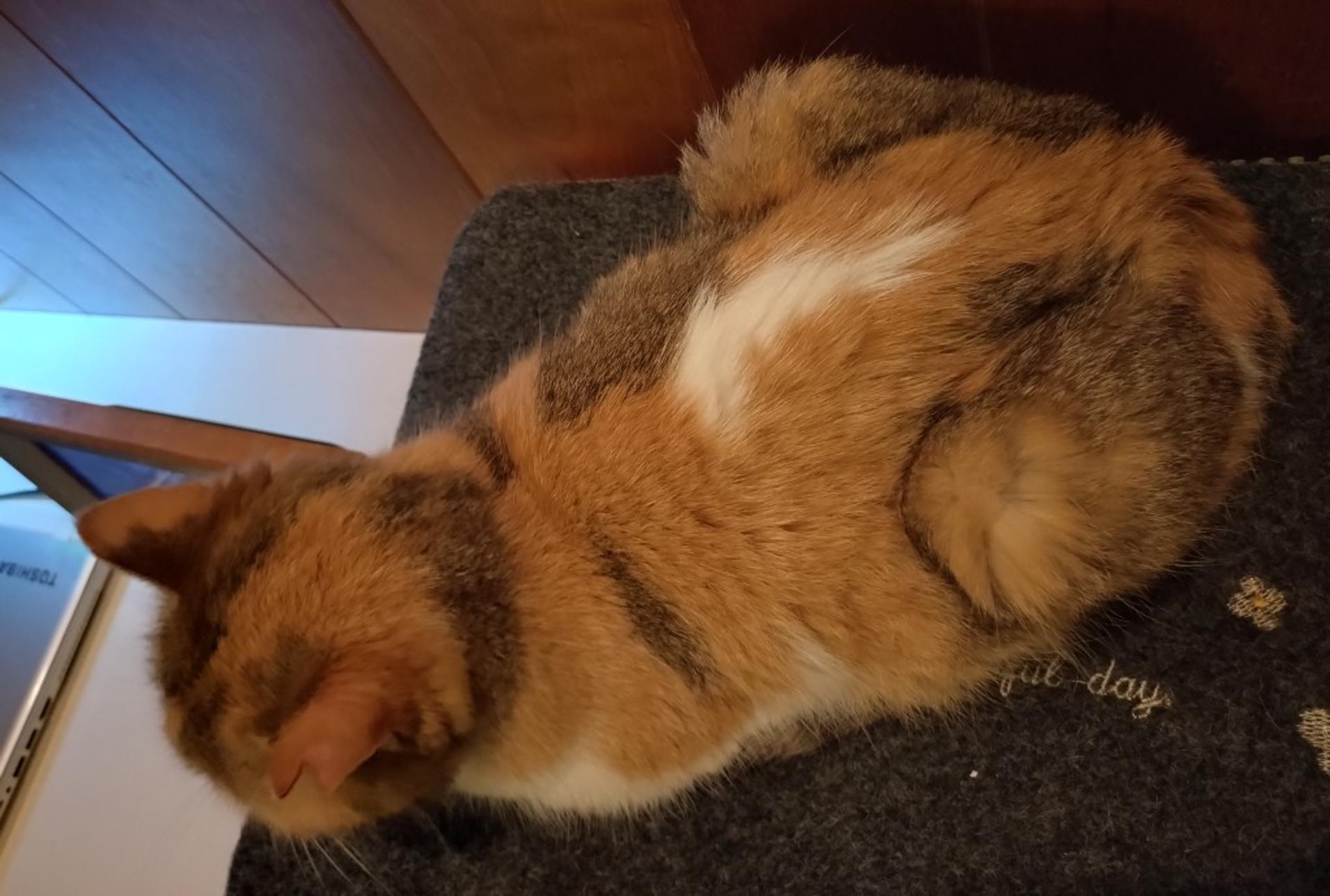 pet-image-5