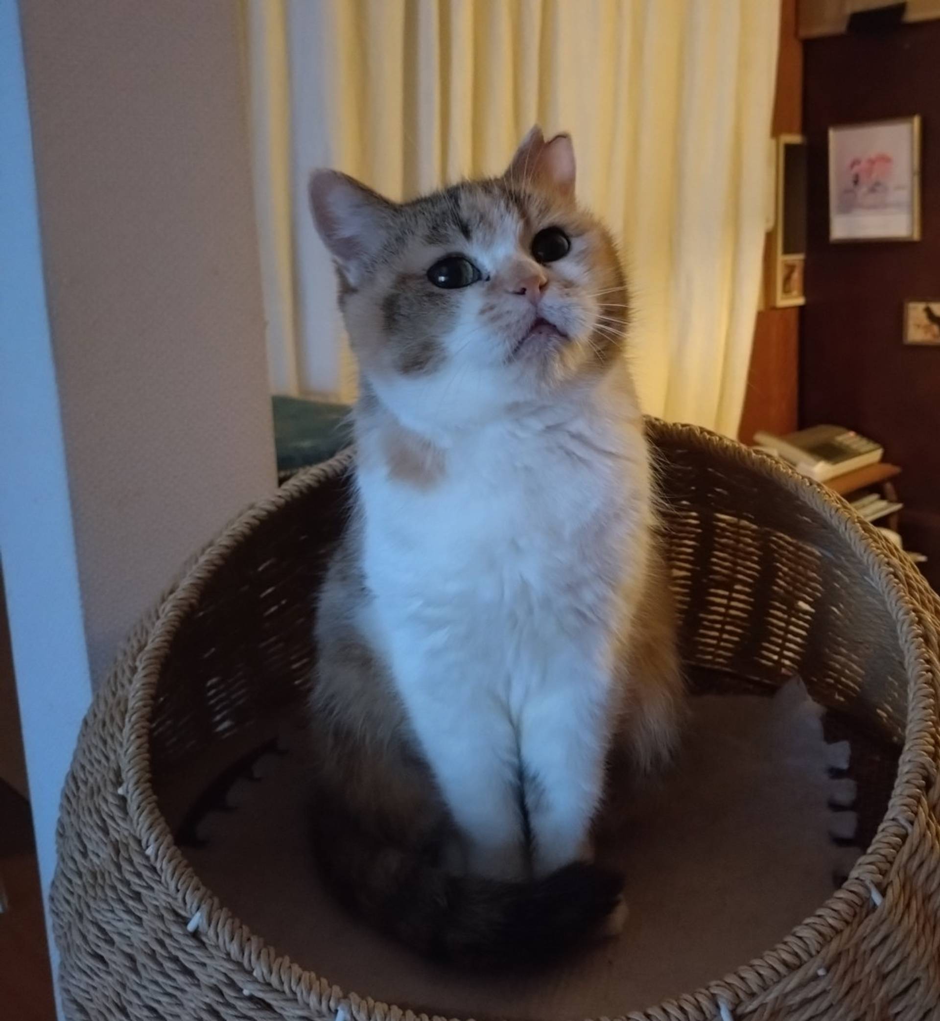 雑種（ミックス猫）・メスの里親募集の写真