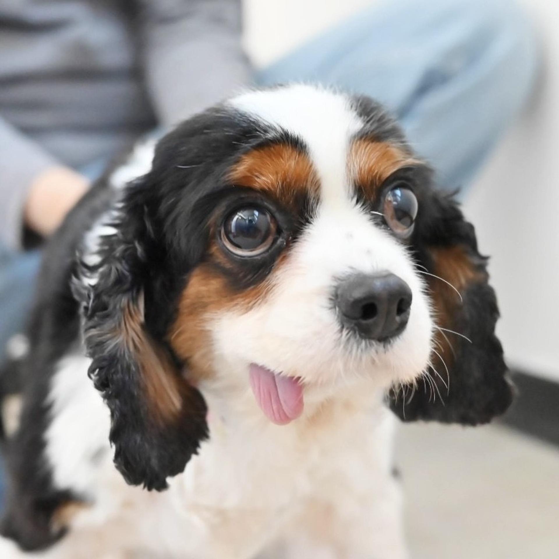 pet-image-4