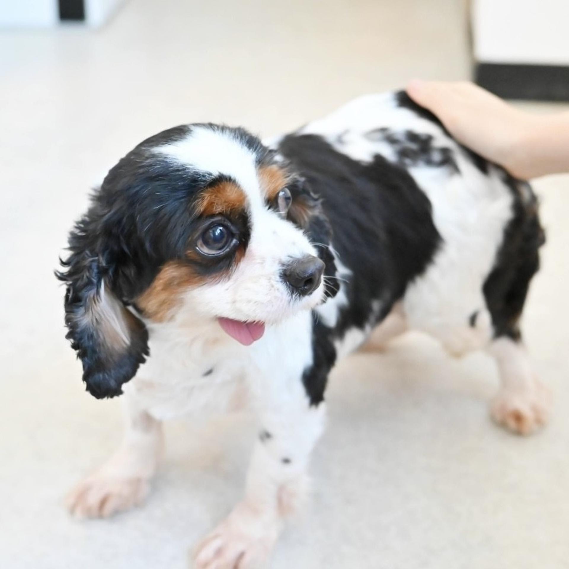 pet-image-7