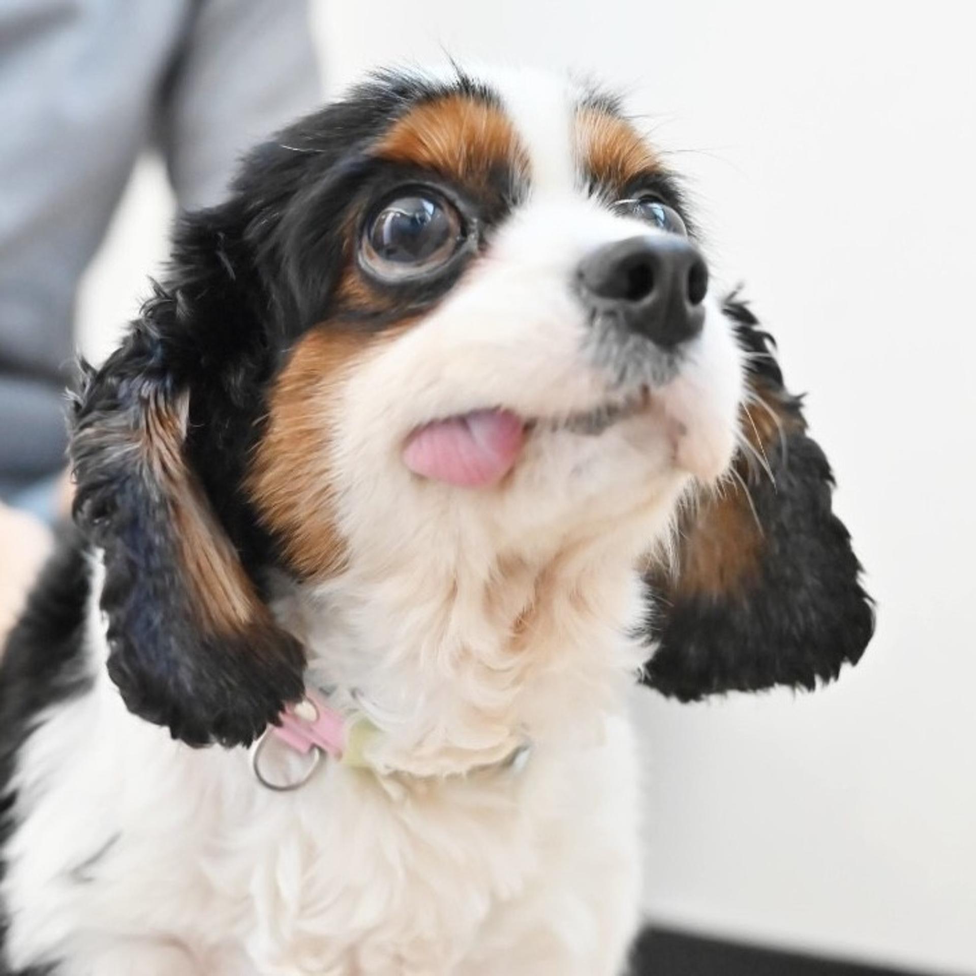 pet-image-8
