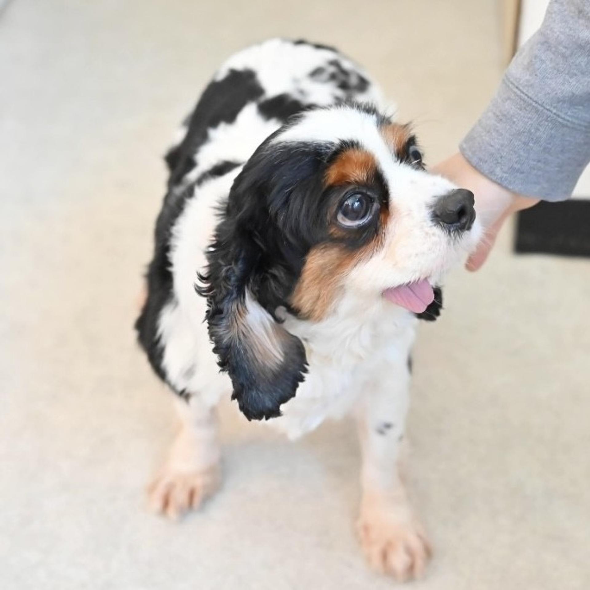 pet-image-10