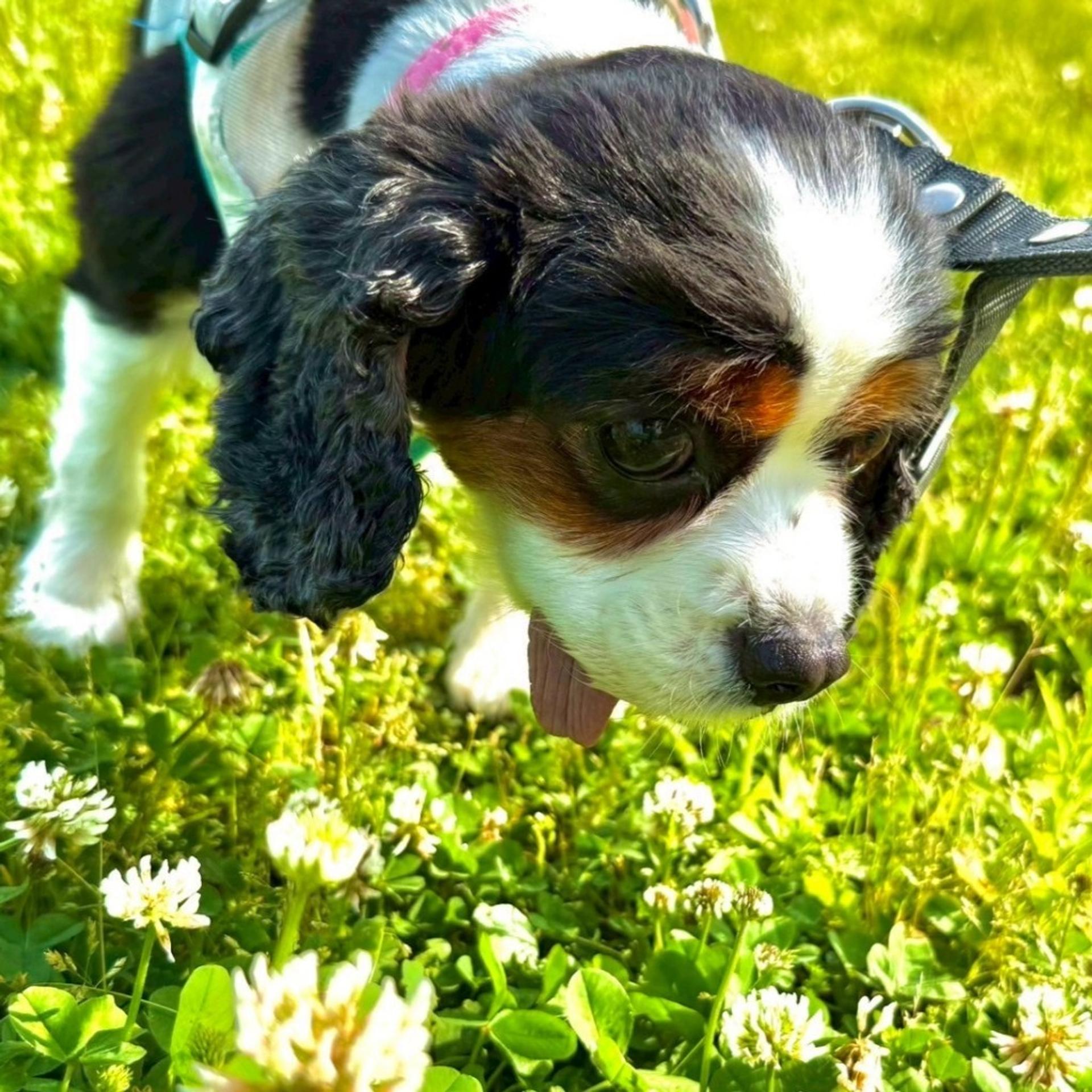 pet-image-3