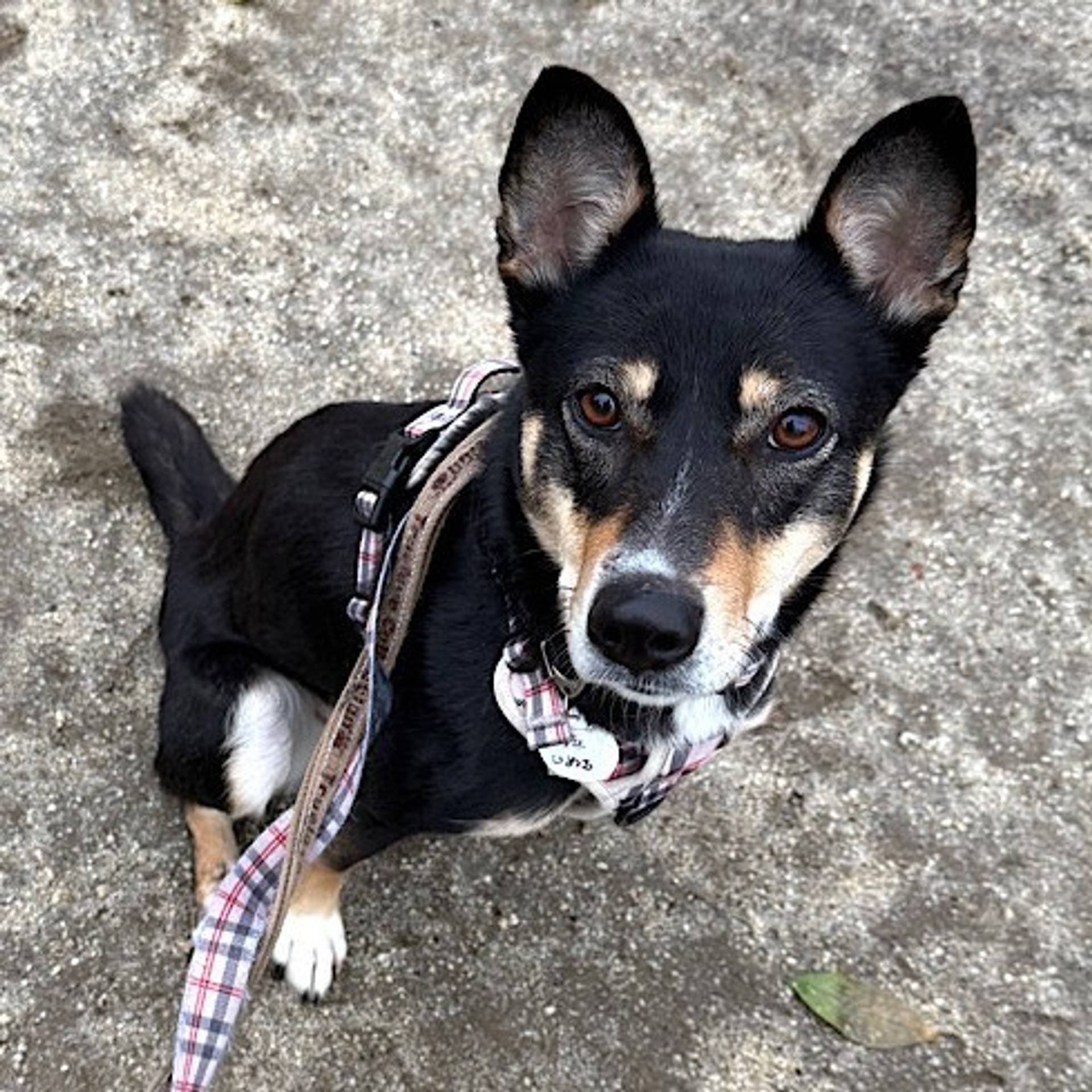 雑種（ミックス犬）・メスの里親募集の写真