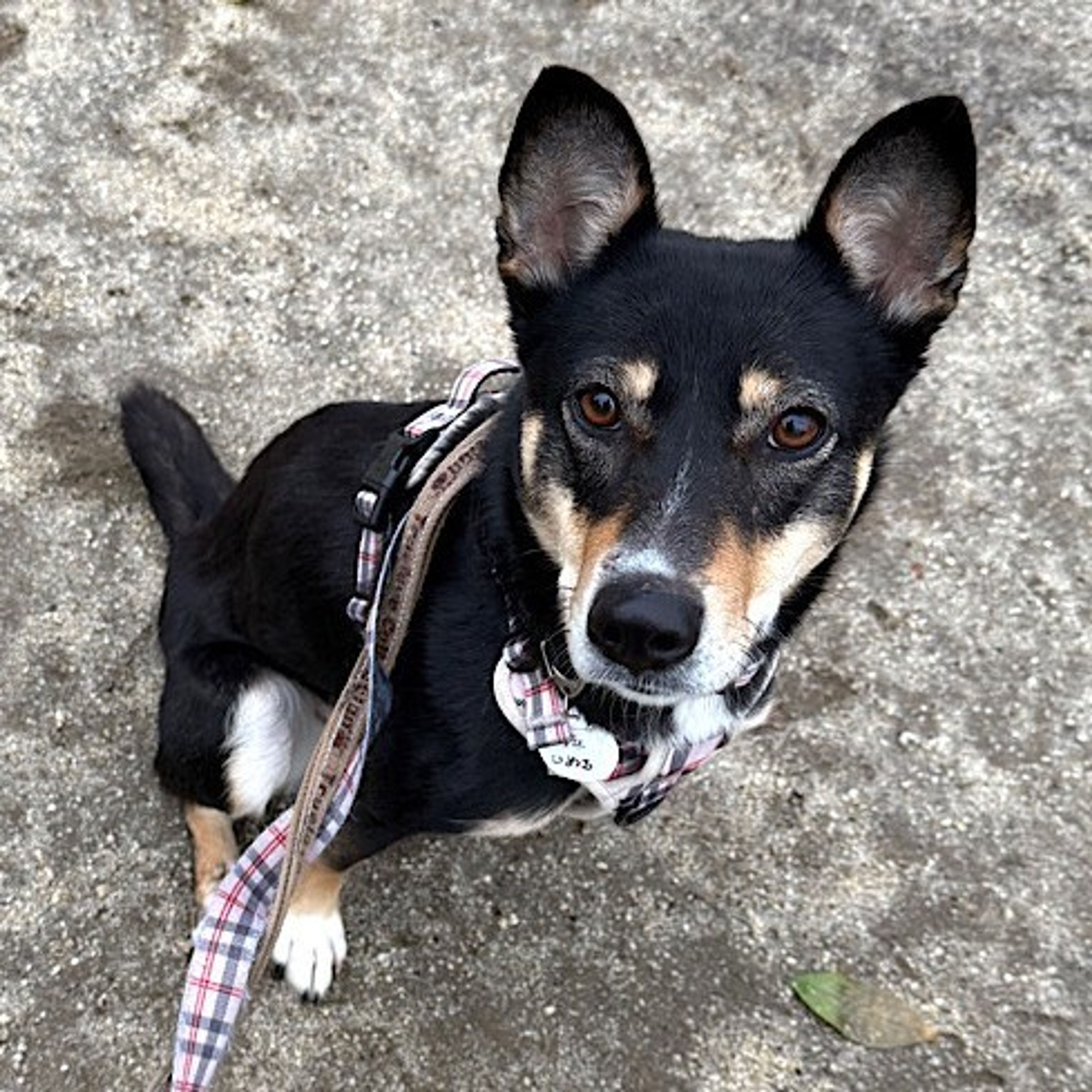 雑種（ミックス犬）・メスの里親募集の写真