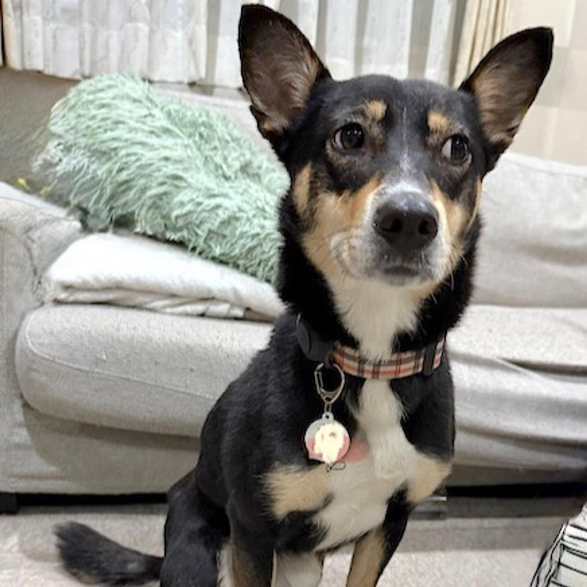 pet-image-2