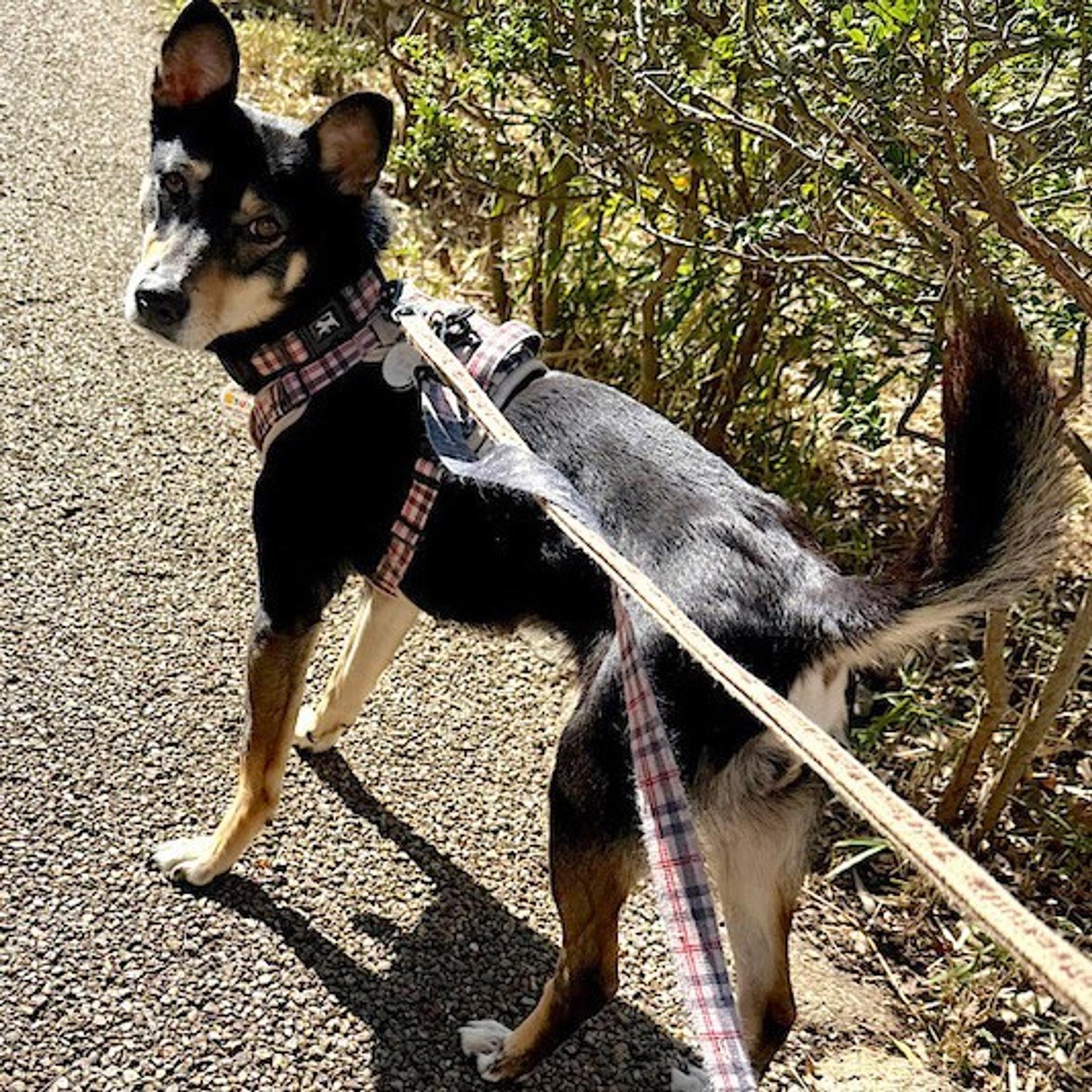 pet-image-3