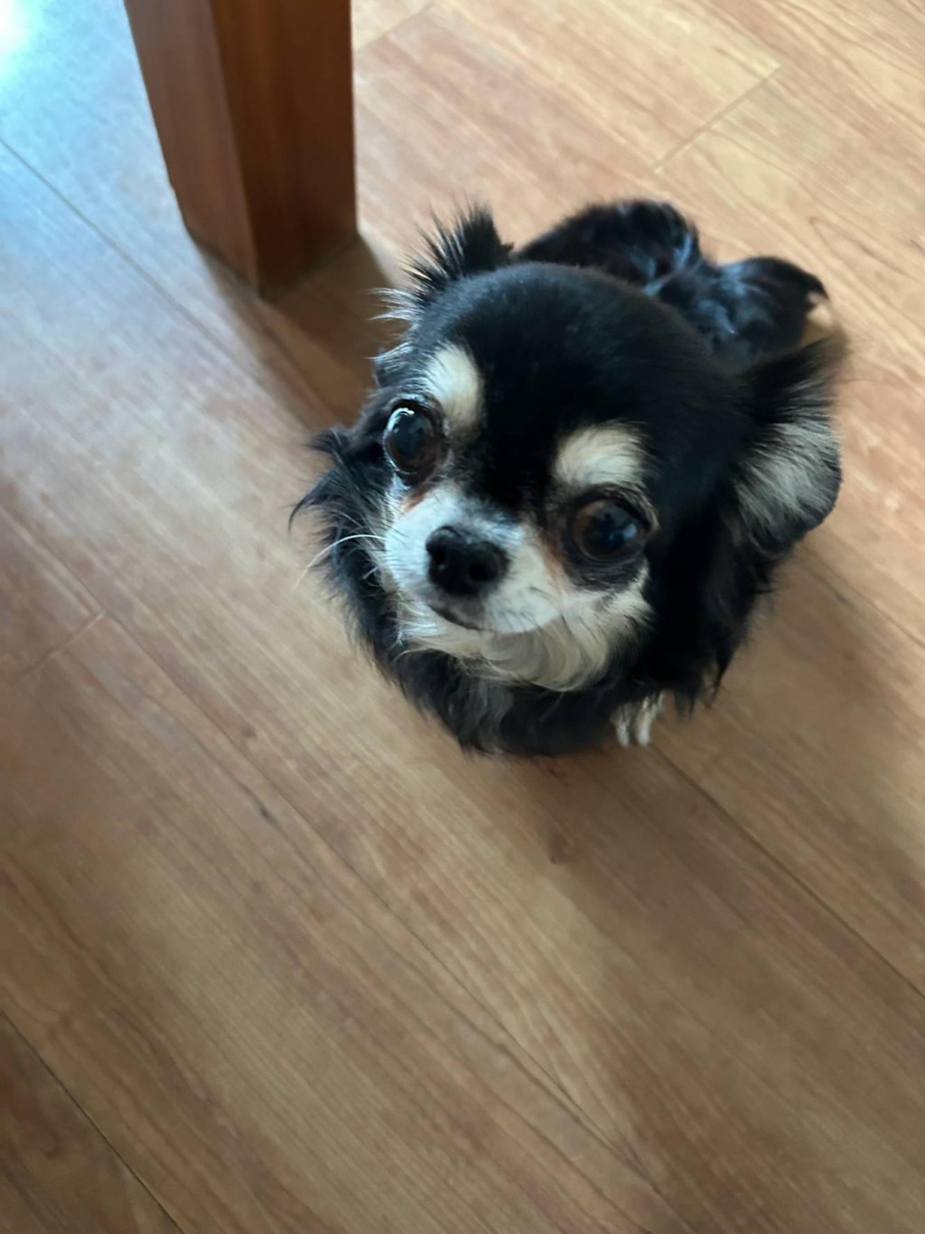 pet-image-2