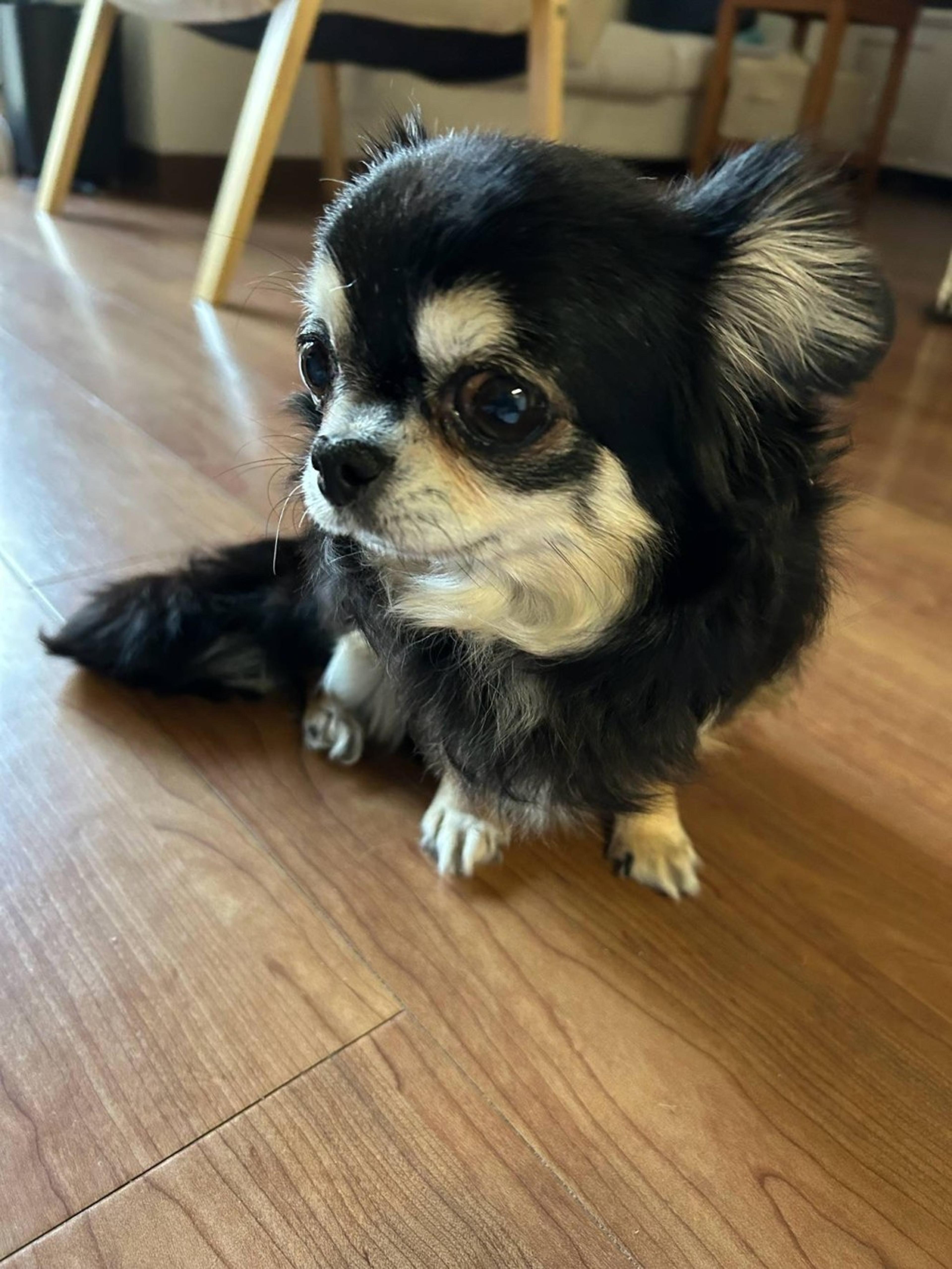 pet-image-3