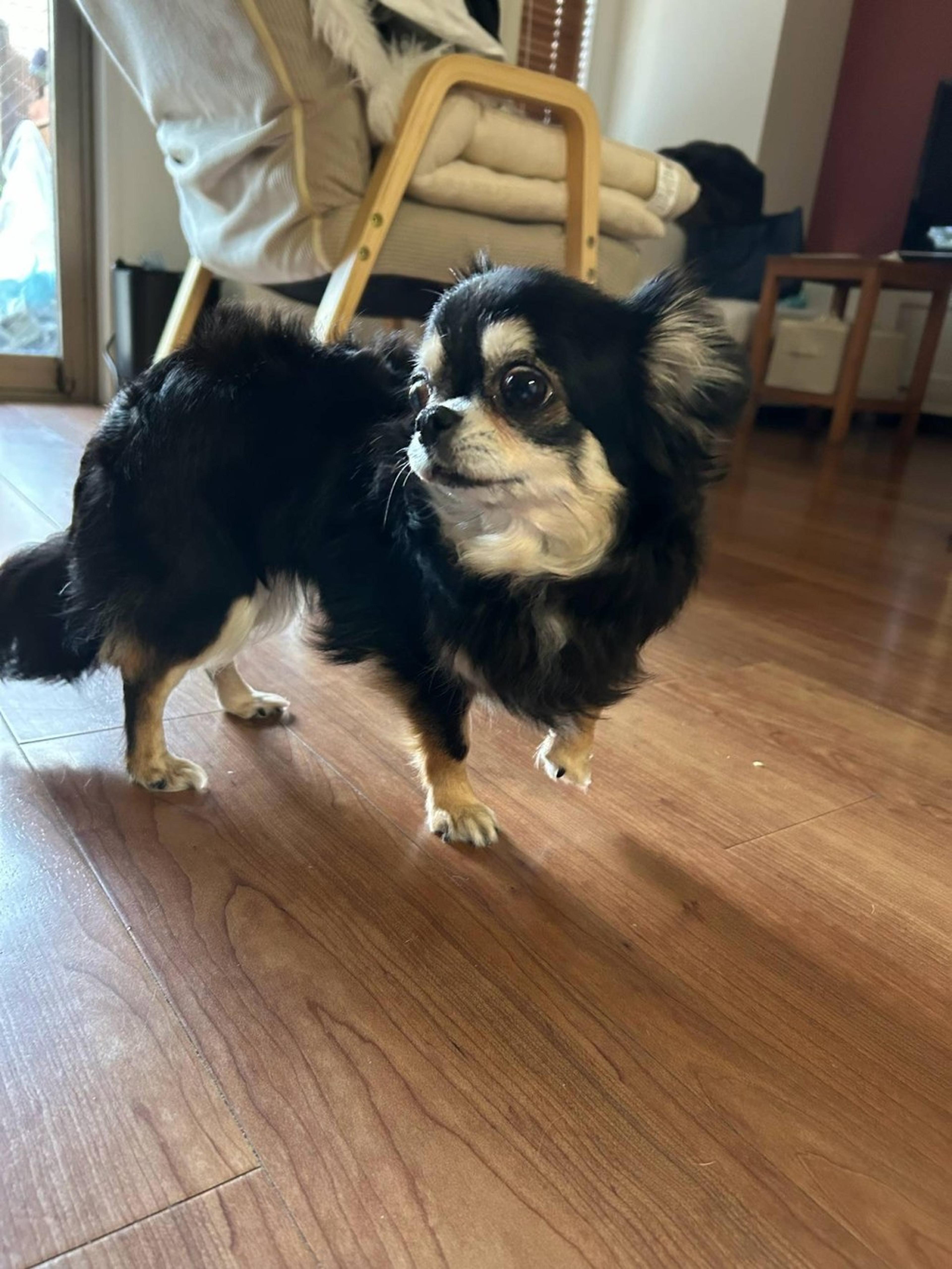 pet-image-4