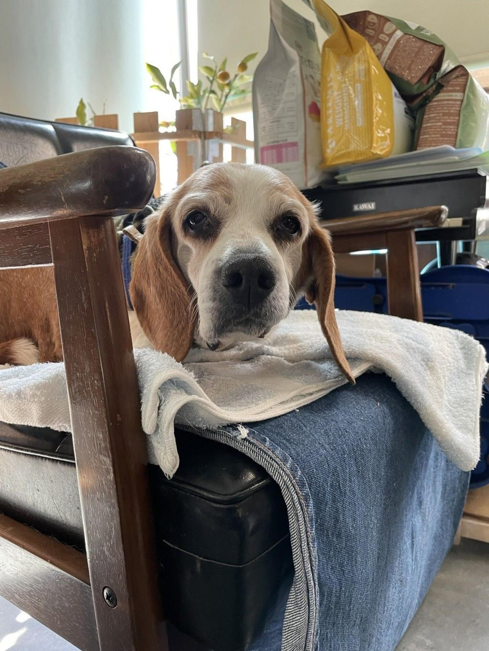 pet-image-4