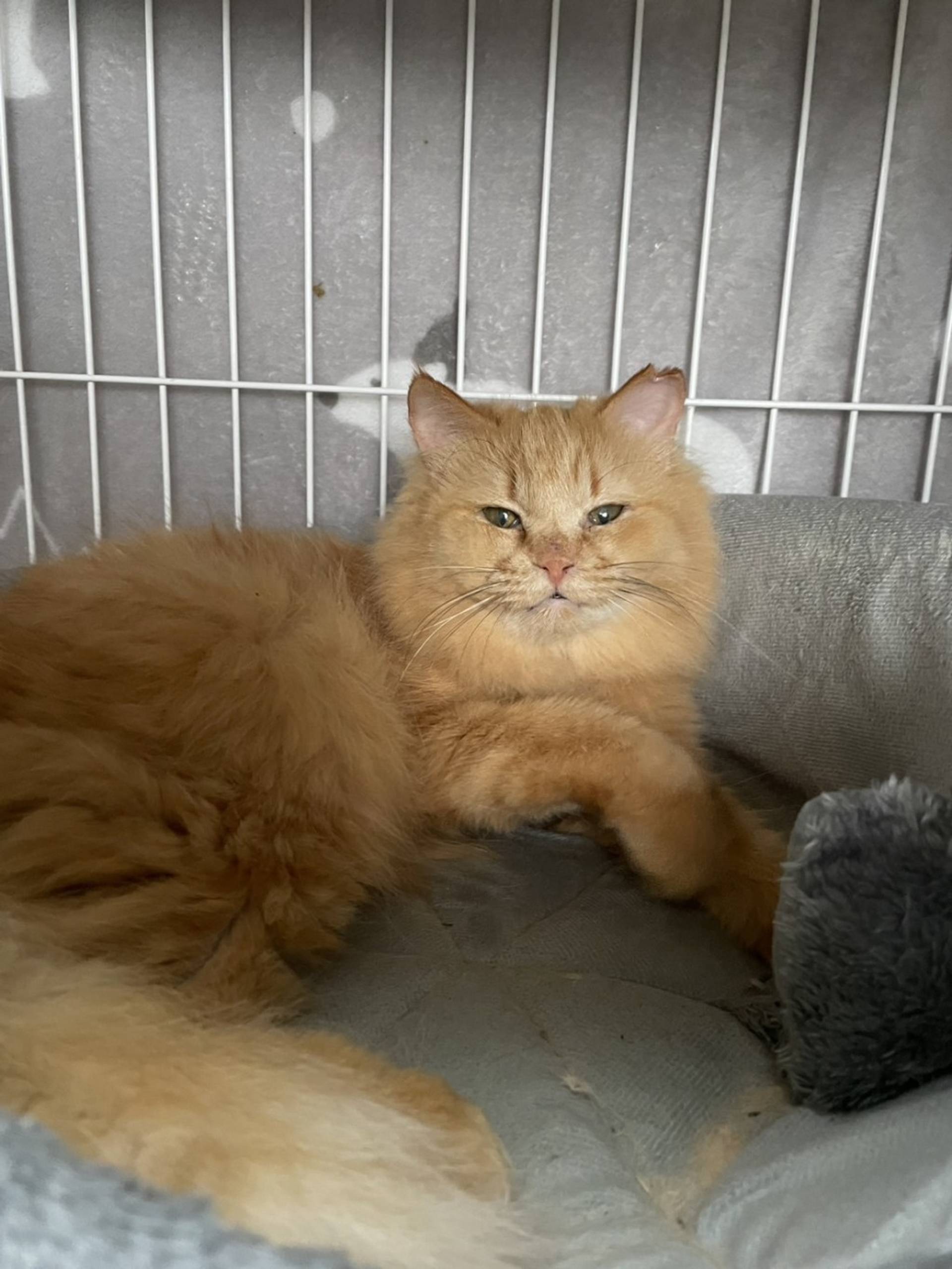雑種（ミックス猫）・メスの里親募集の写真