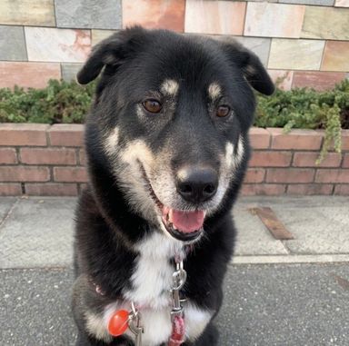 雑種（ミックス犬）・メスの里親募集の写真