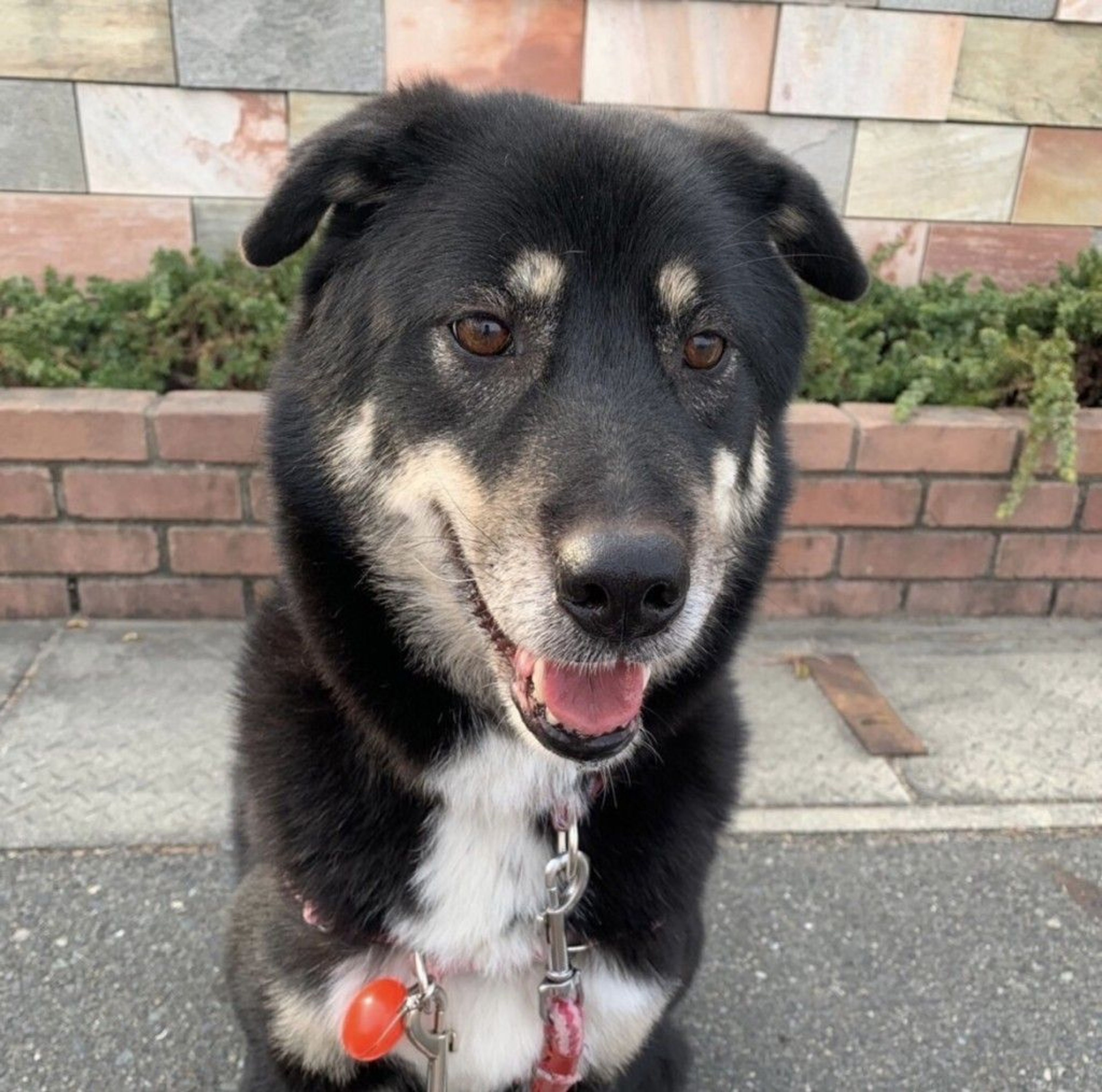 雑種（ミックス犬）・メスの里親募集の写真