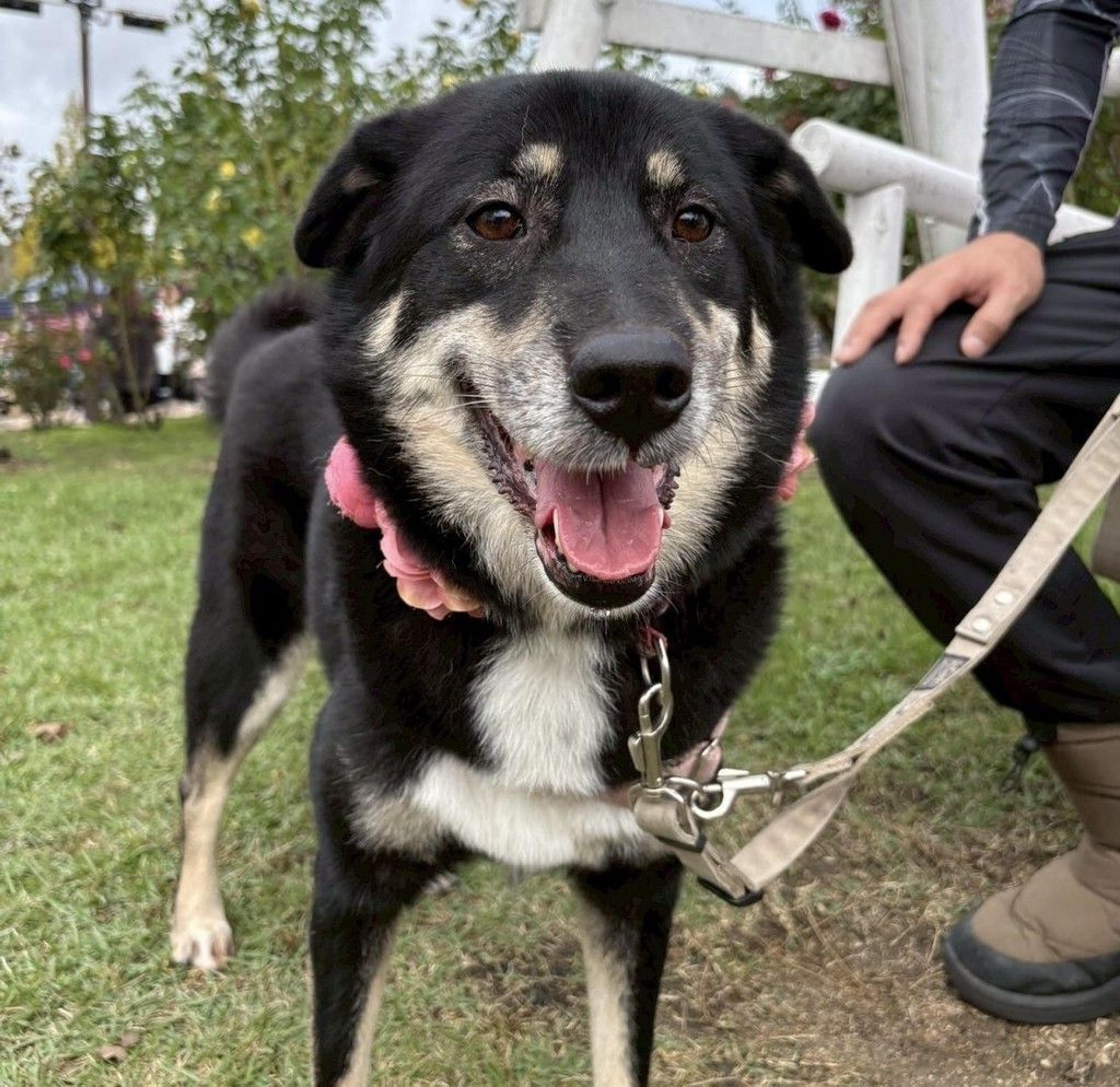 pet-image-4