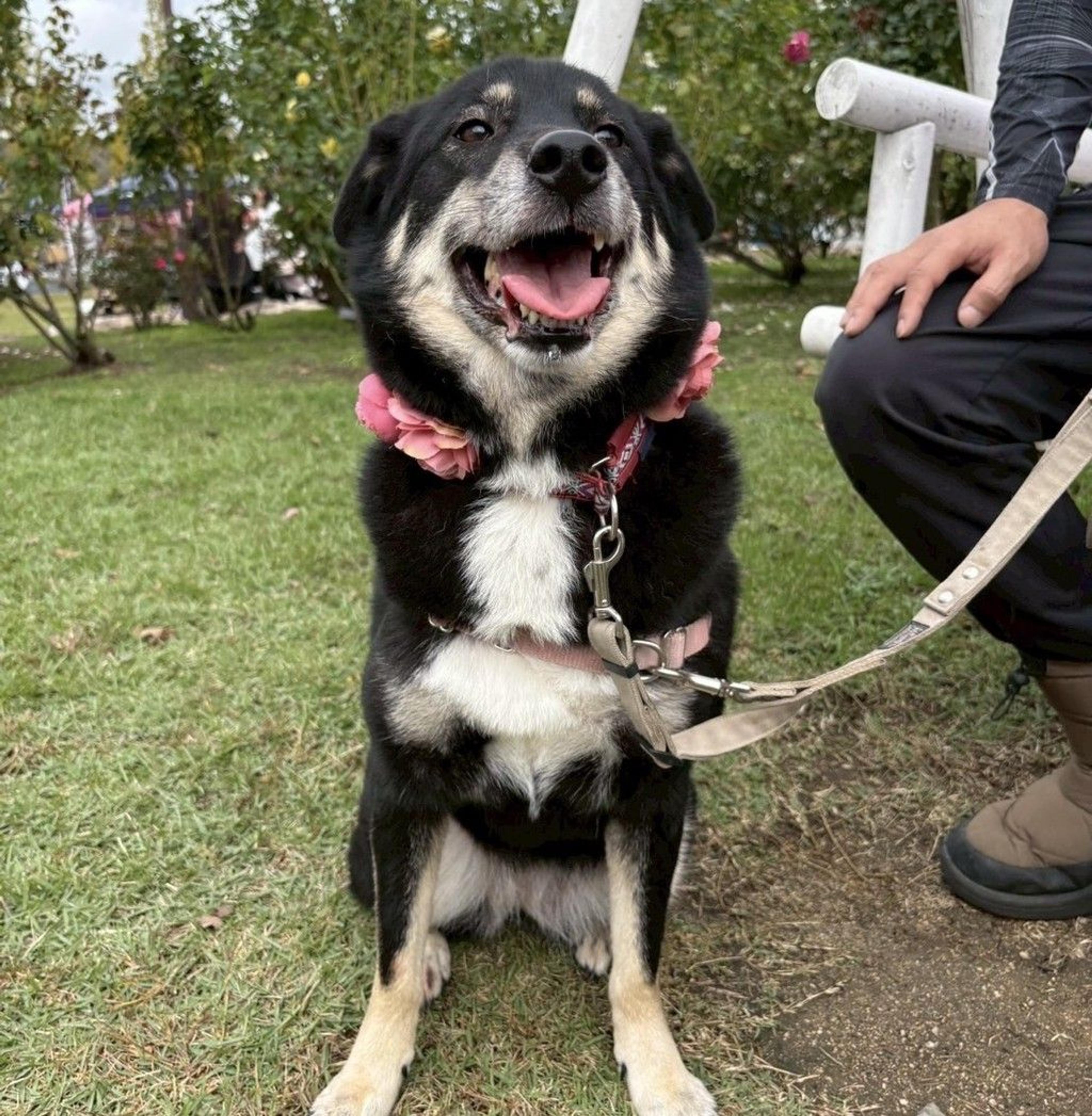 pet-image-5