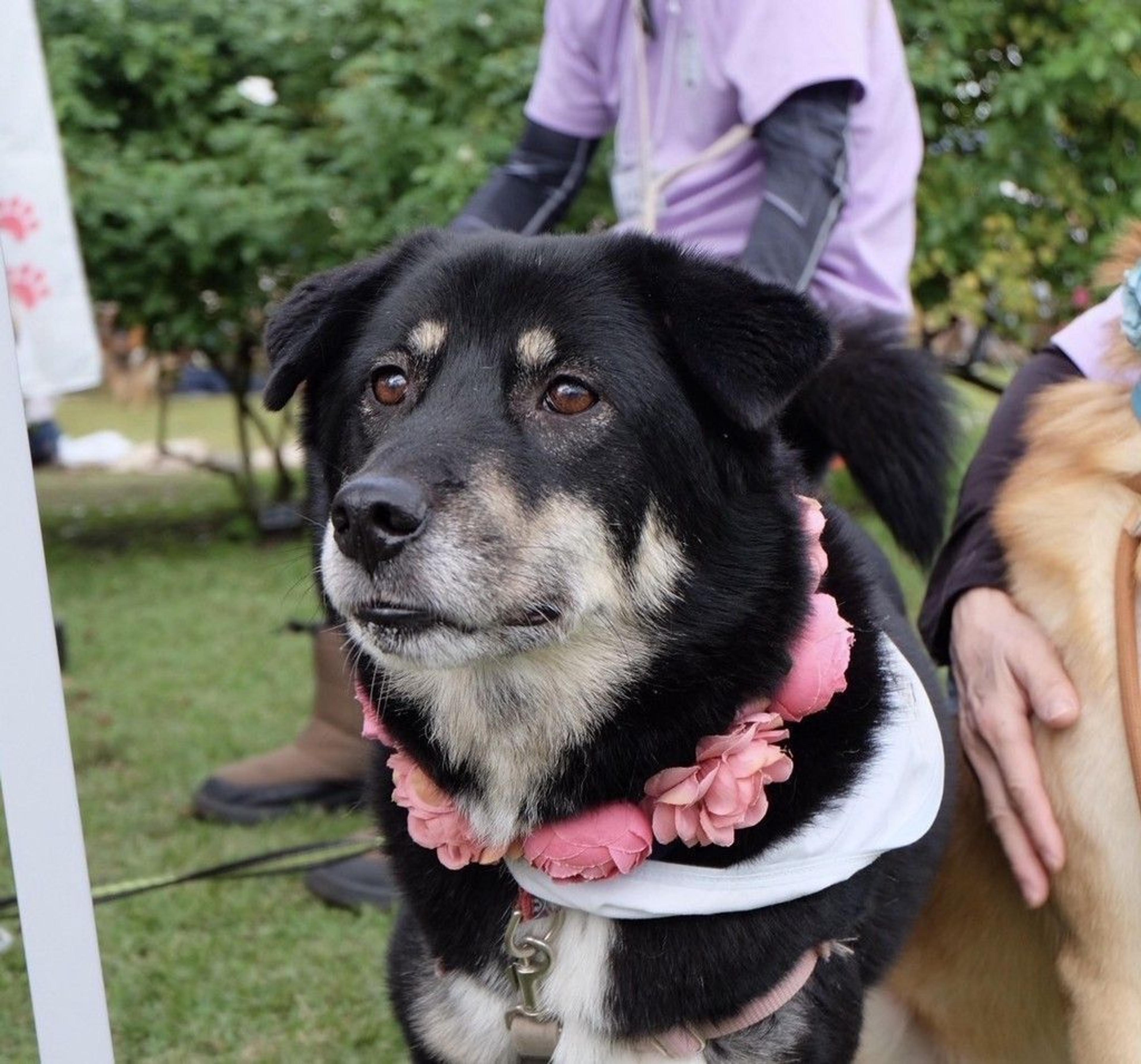 pet-image-7