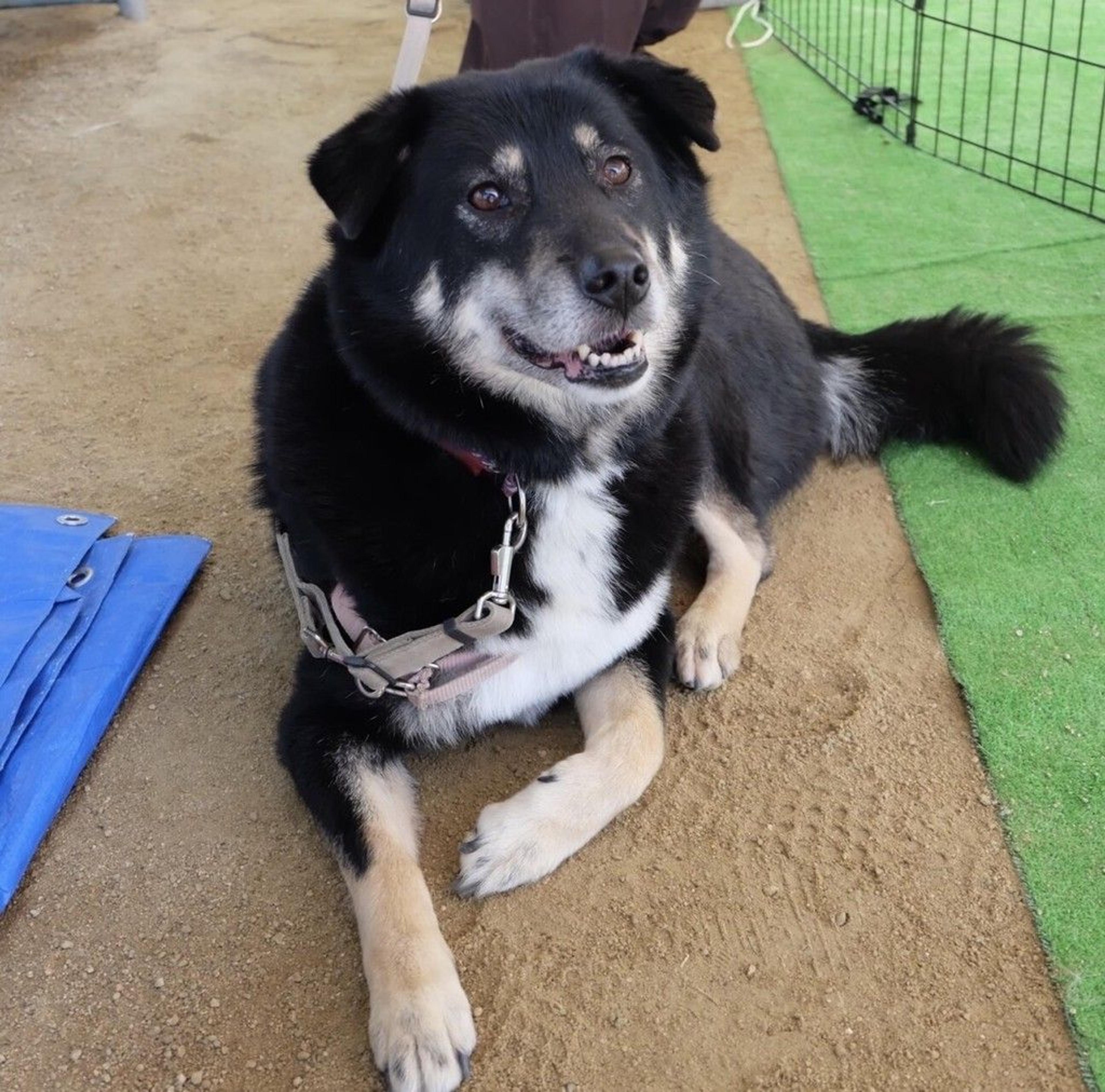 pet-image-8