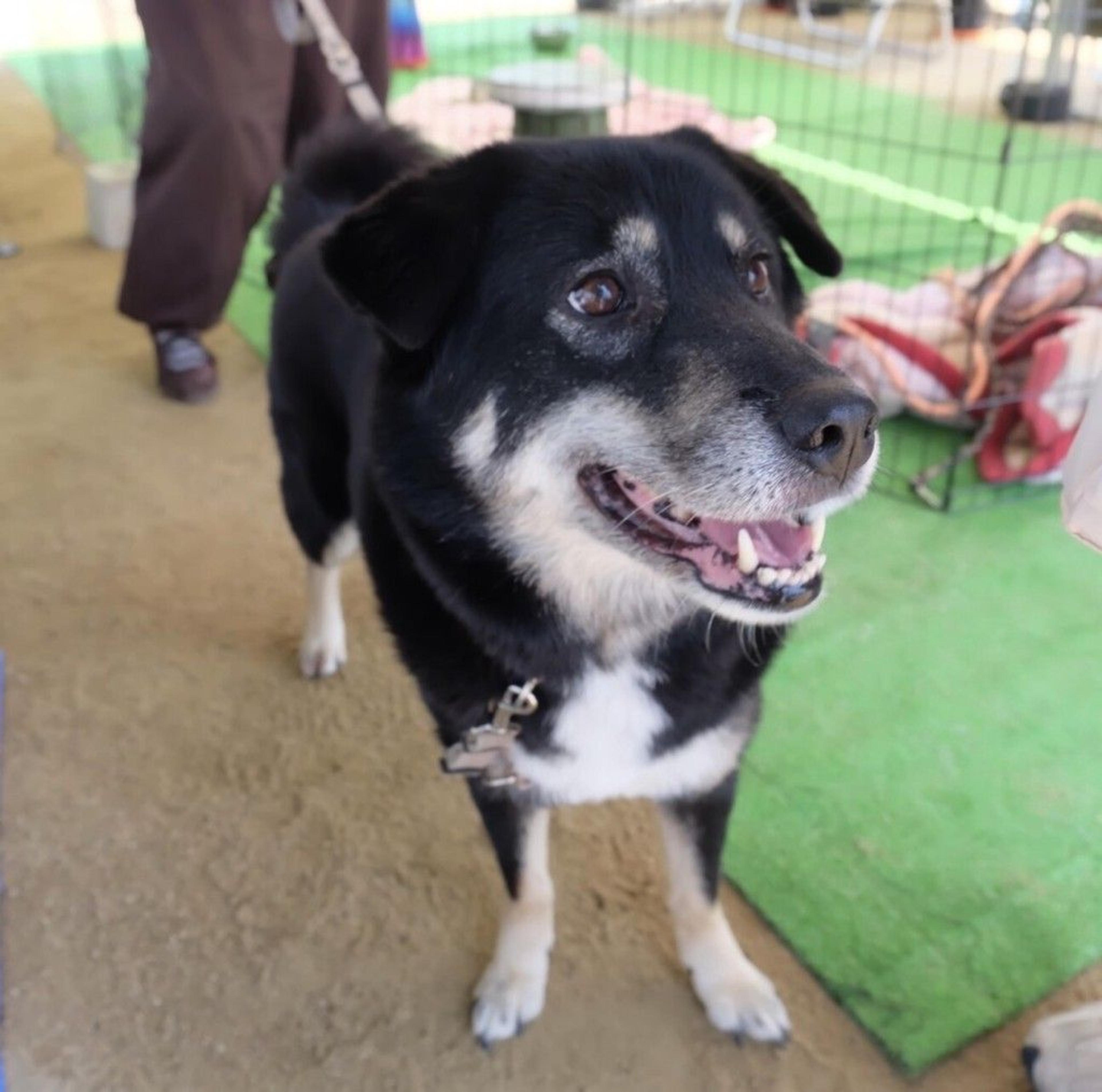 pet-image-9