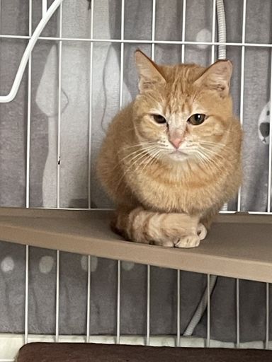 きなこ