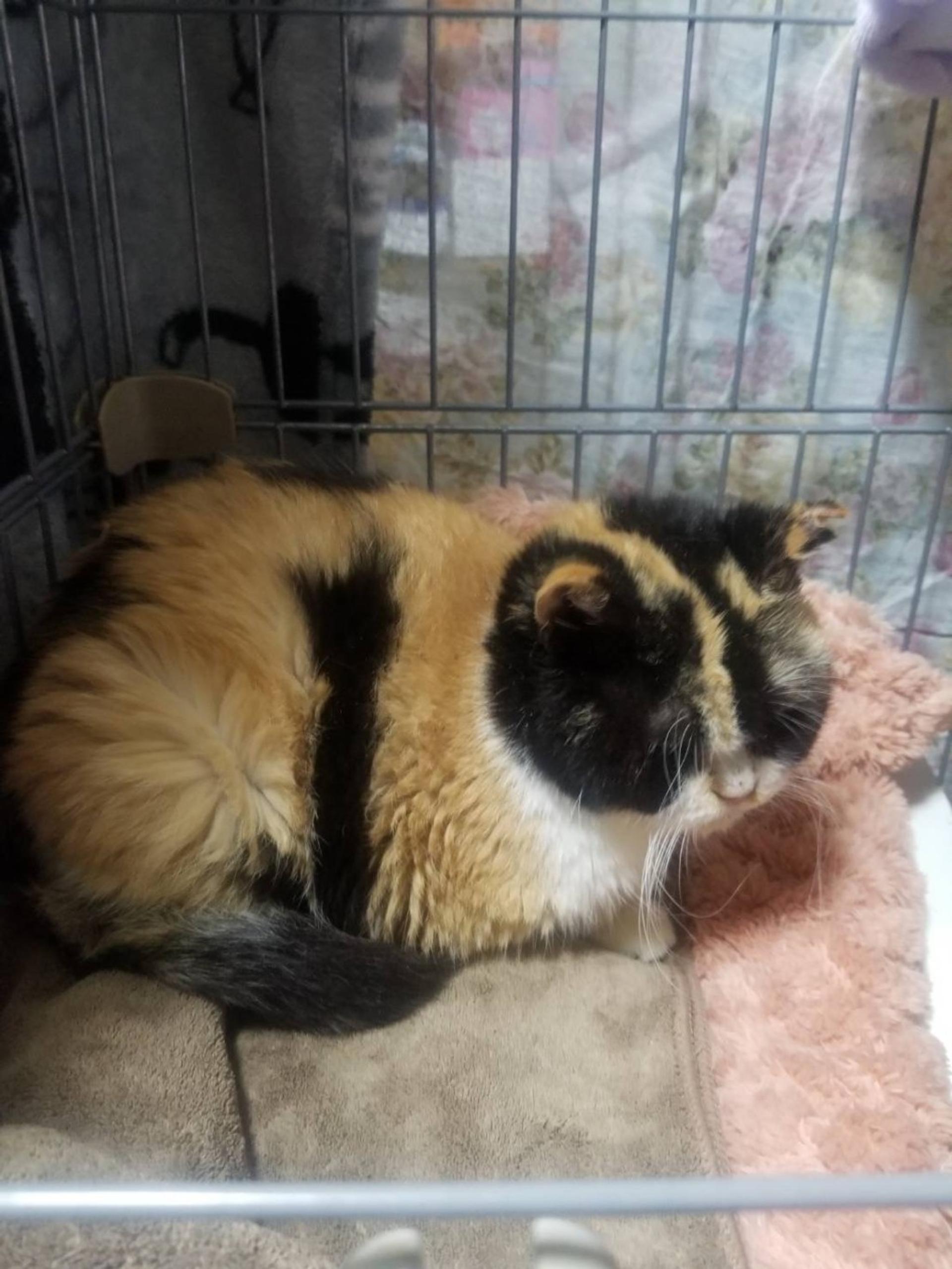 pet-image-3