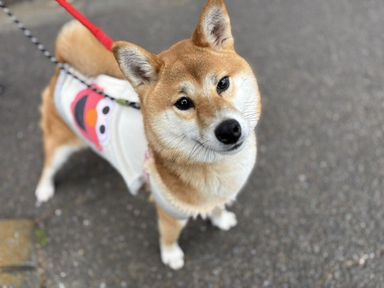 ロッピーチーズ
