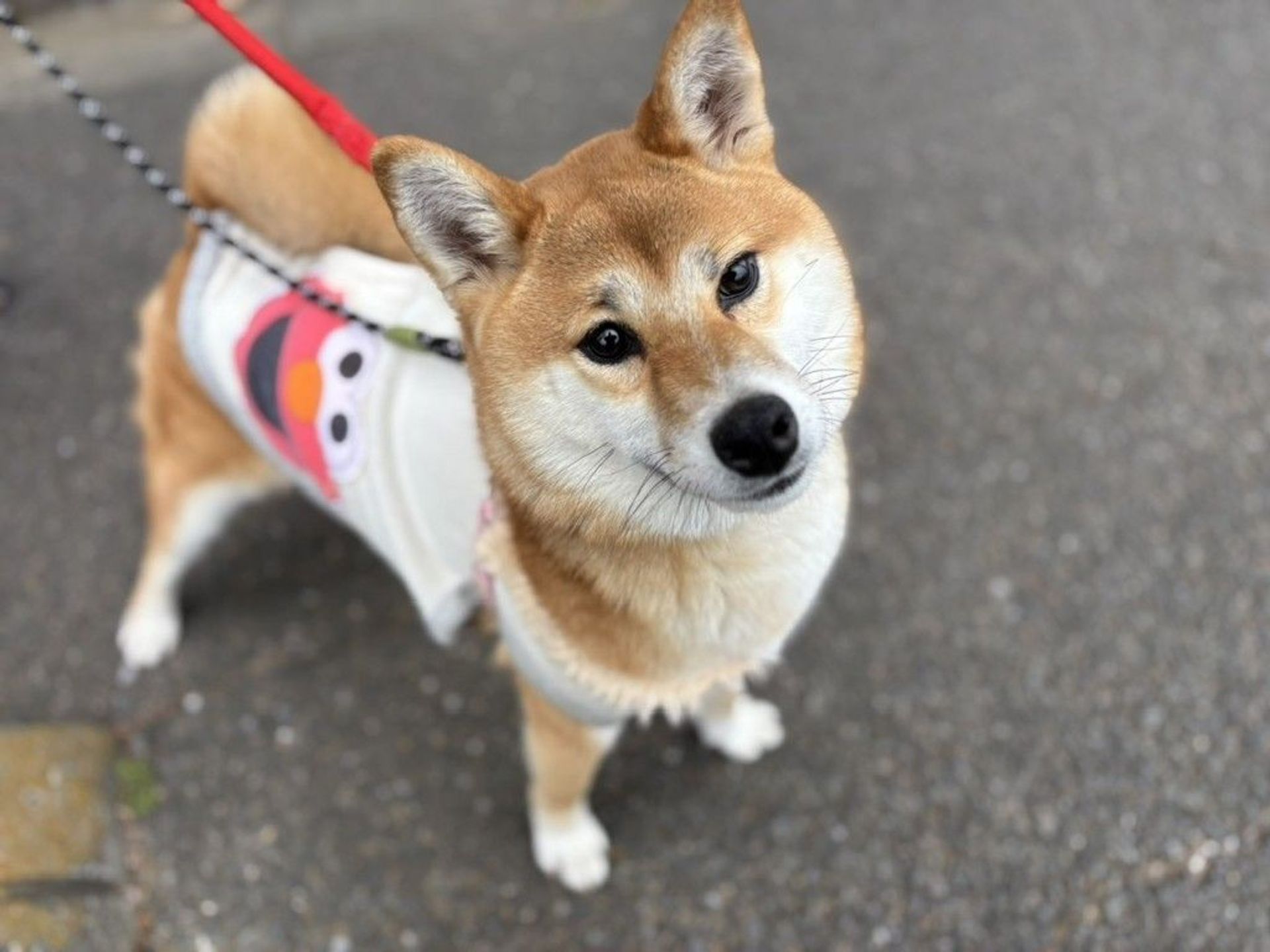 柴犬・メスの里親募集の写真