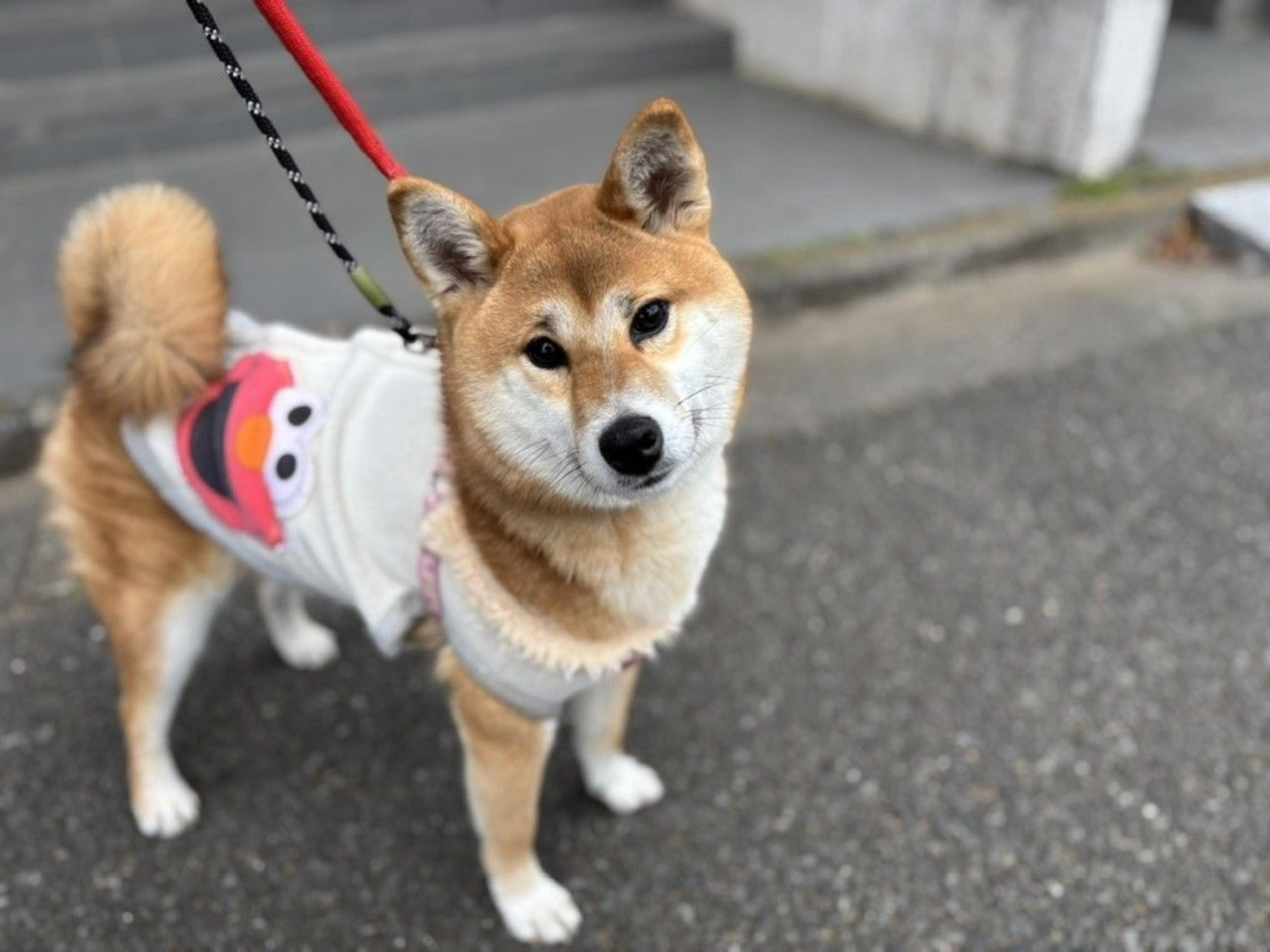 pet-image-3