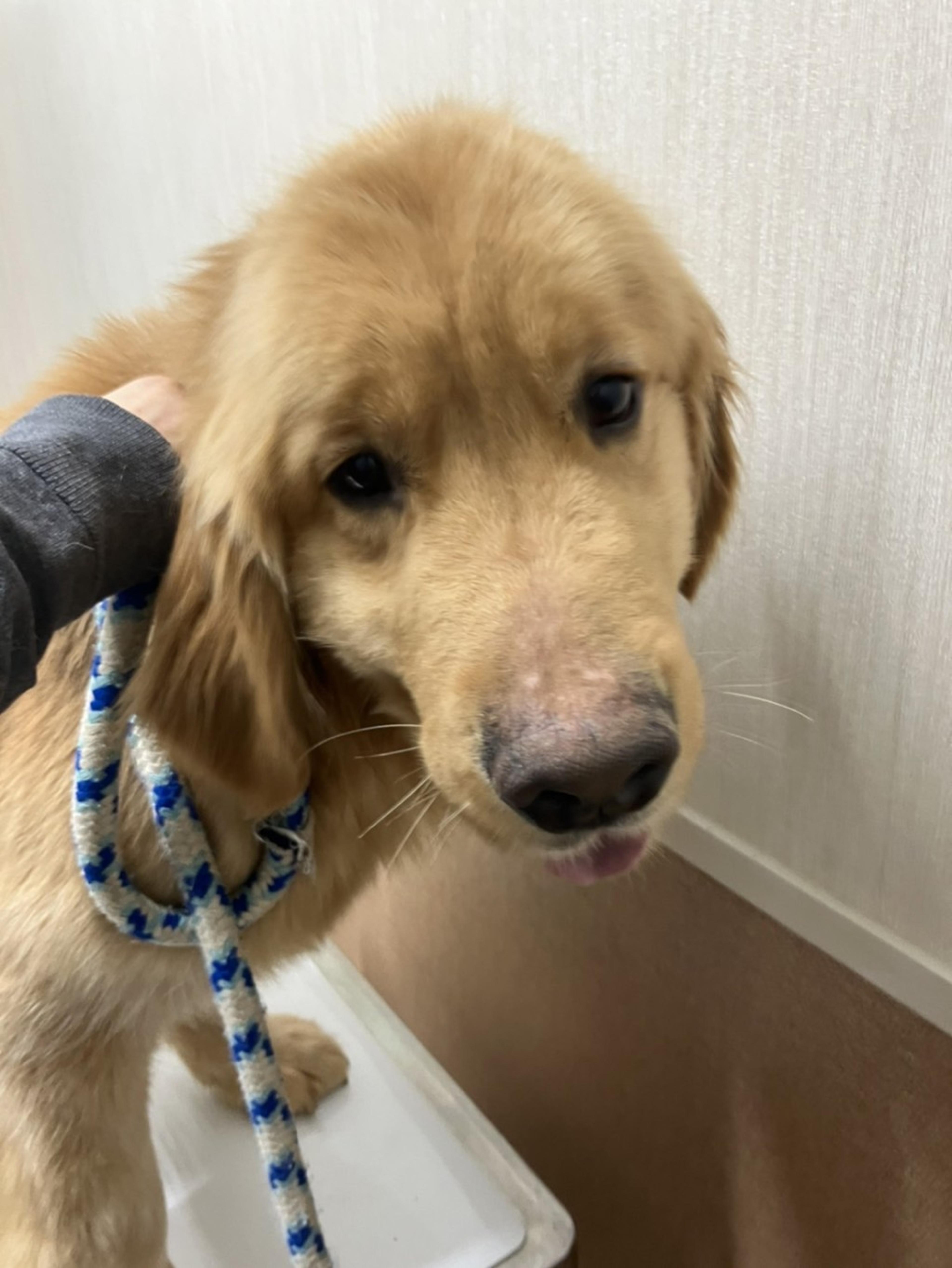 pet-image-5