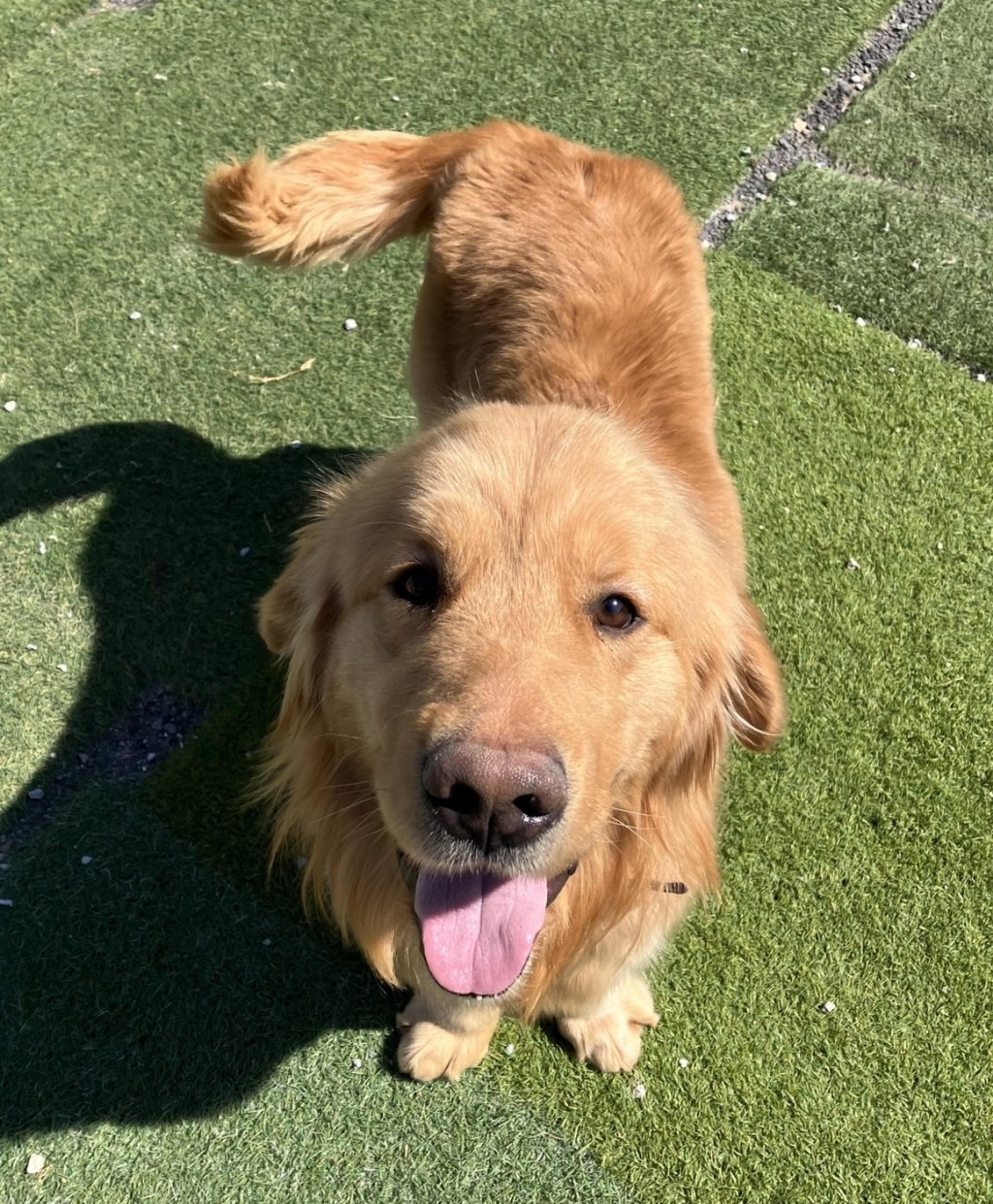 pet-image-6