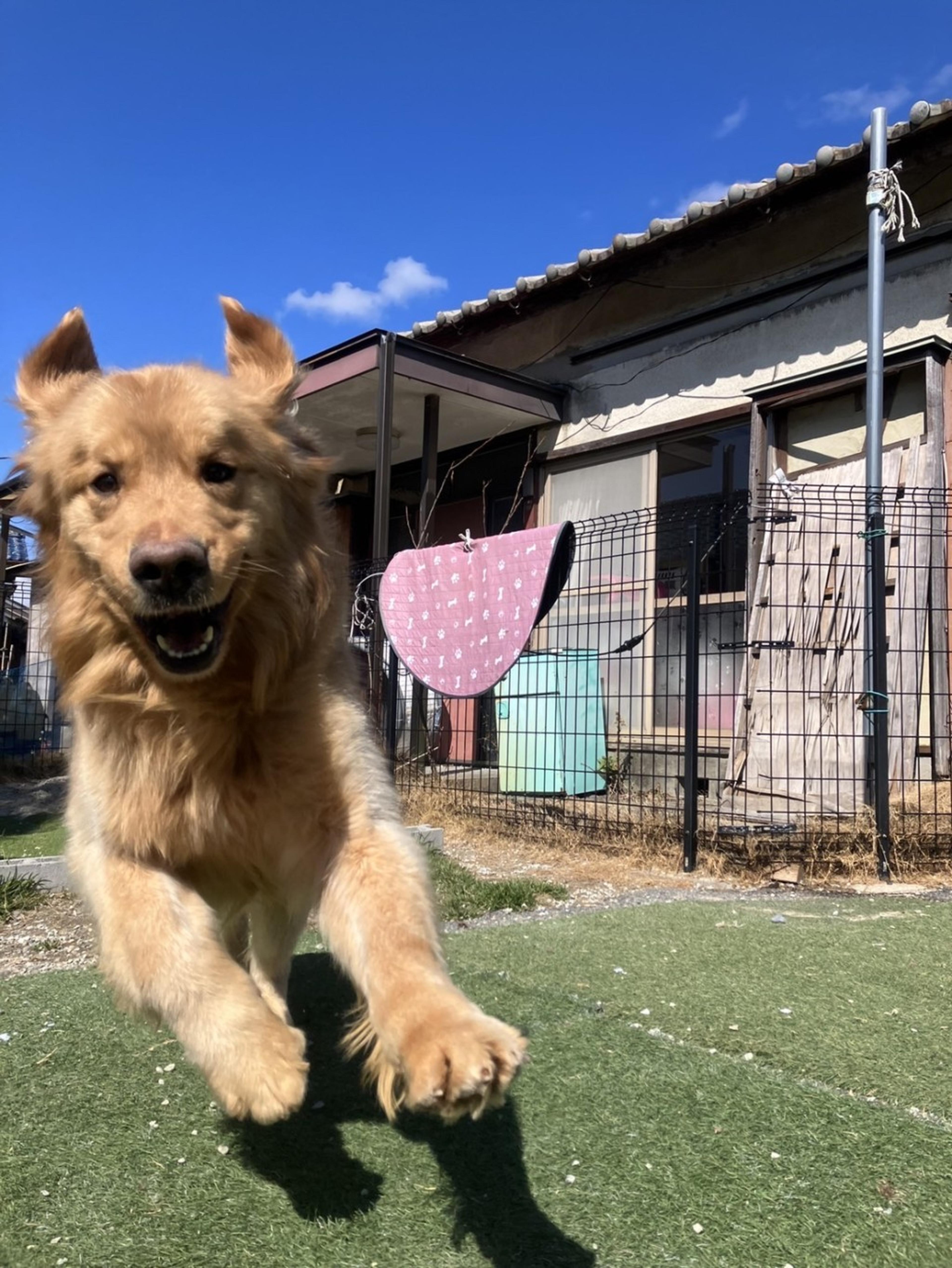 pet-image-3