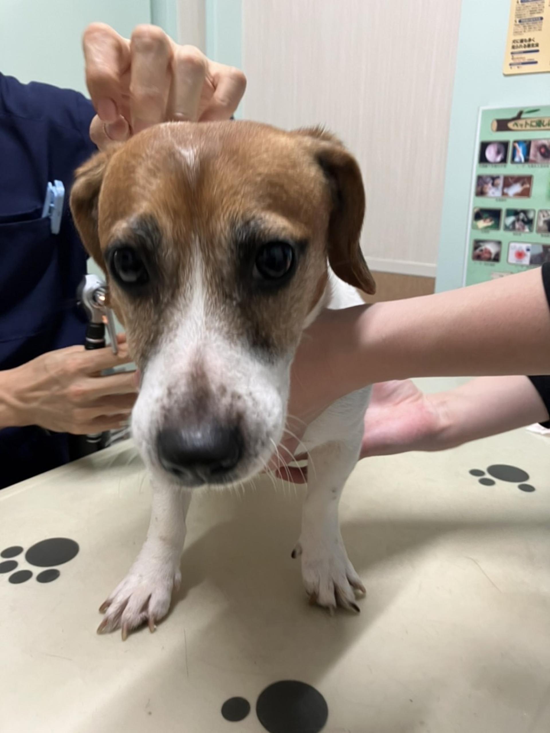 pet-image-5