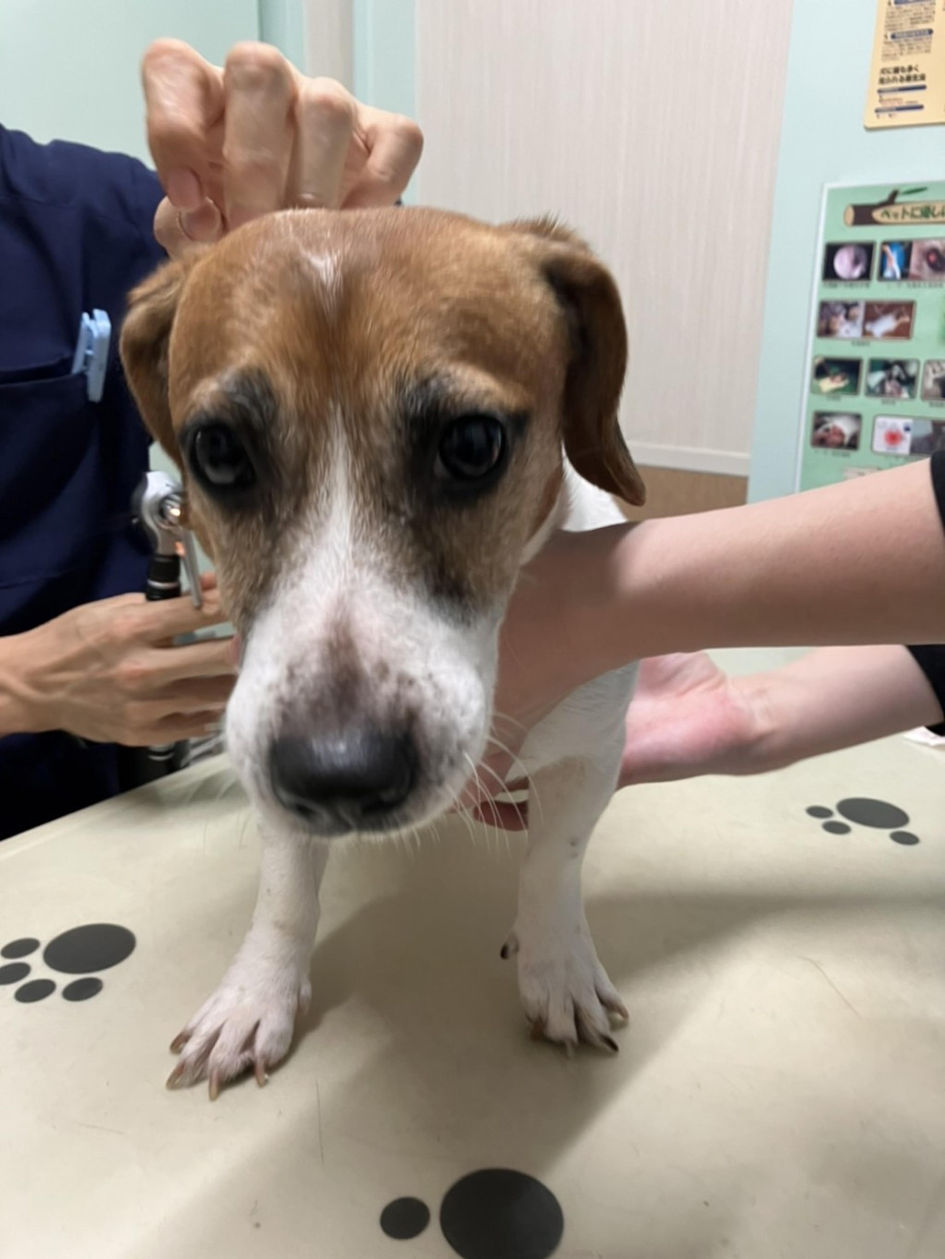 pet-image-5