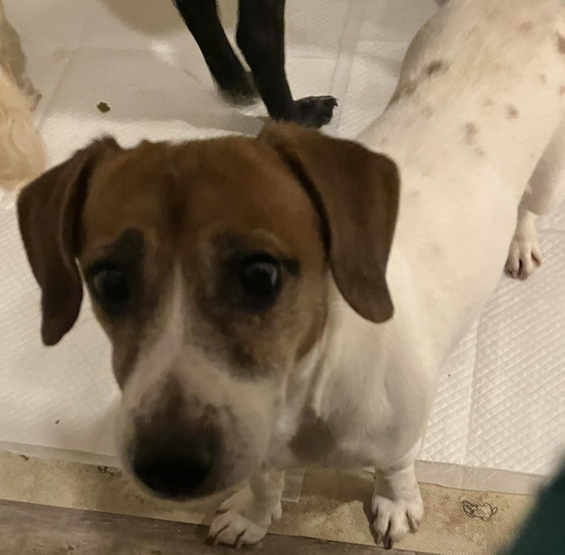 pet-image-4