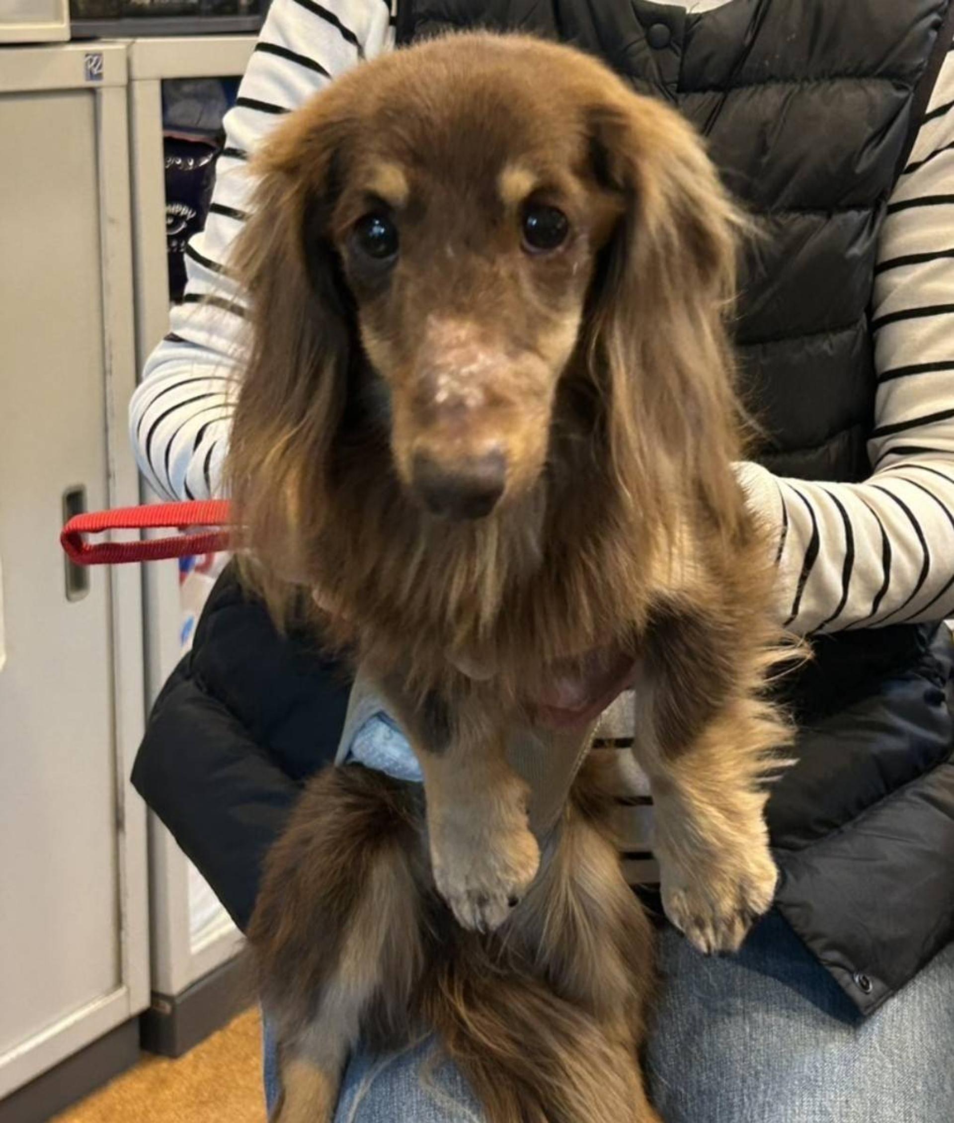 pet-image-2