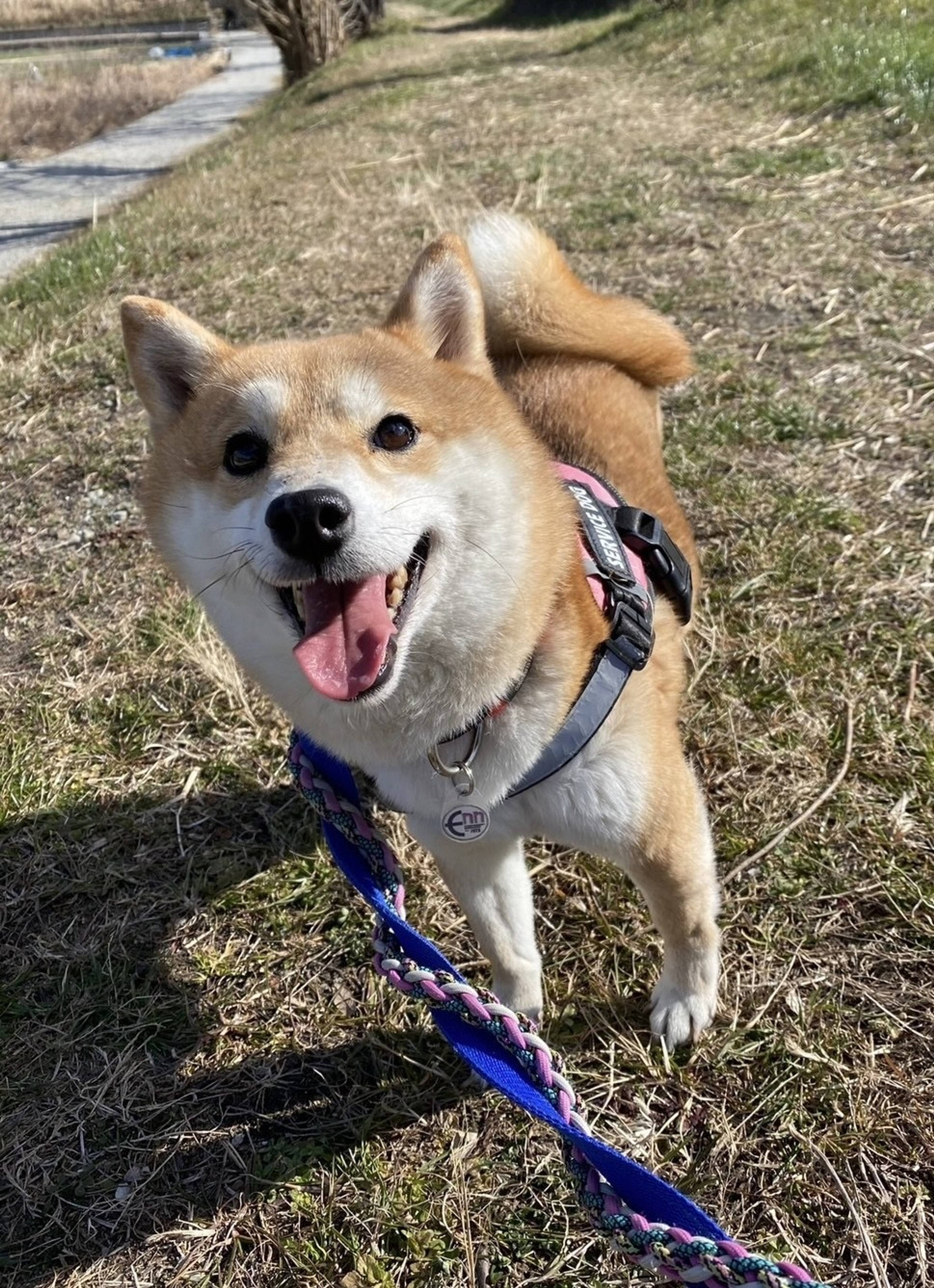 柴犬・メスの里親募集の写真