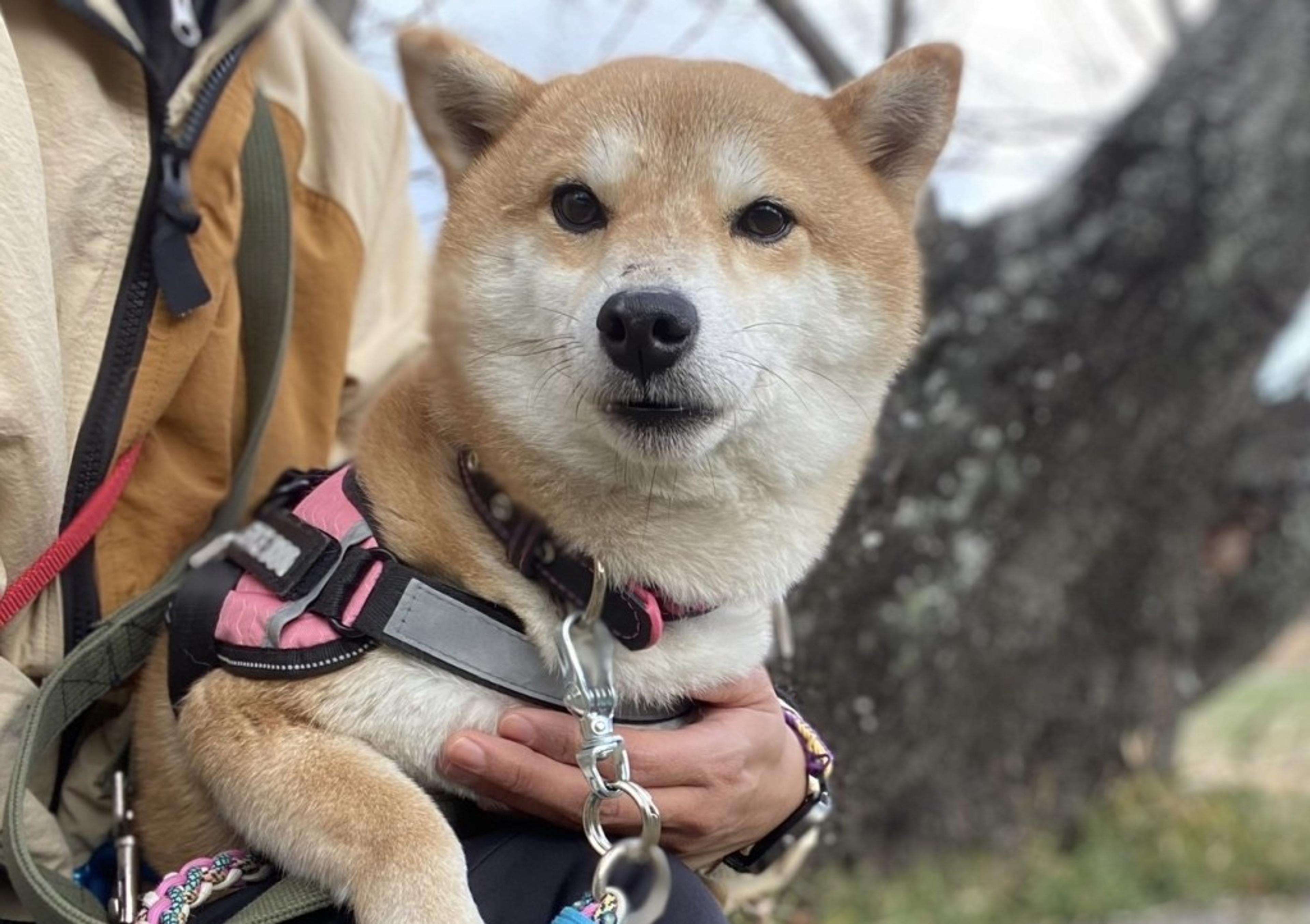 pet-image-5